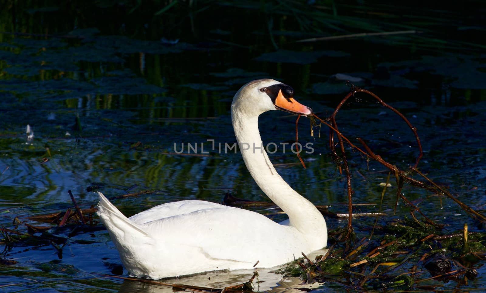 Beautiful strong mute swan is moving things in the lake on the sunny evening