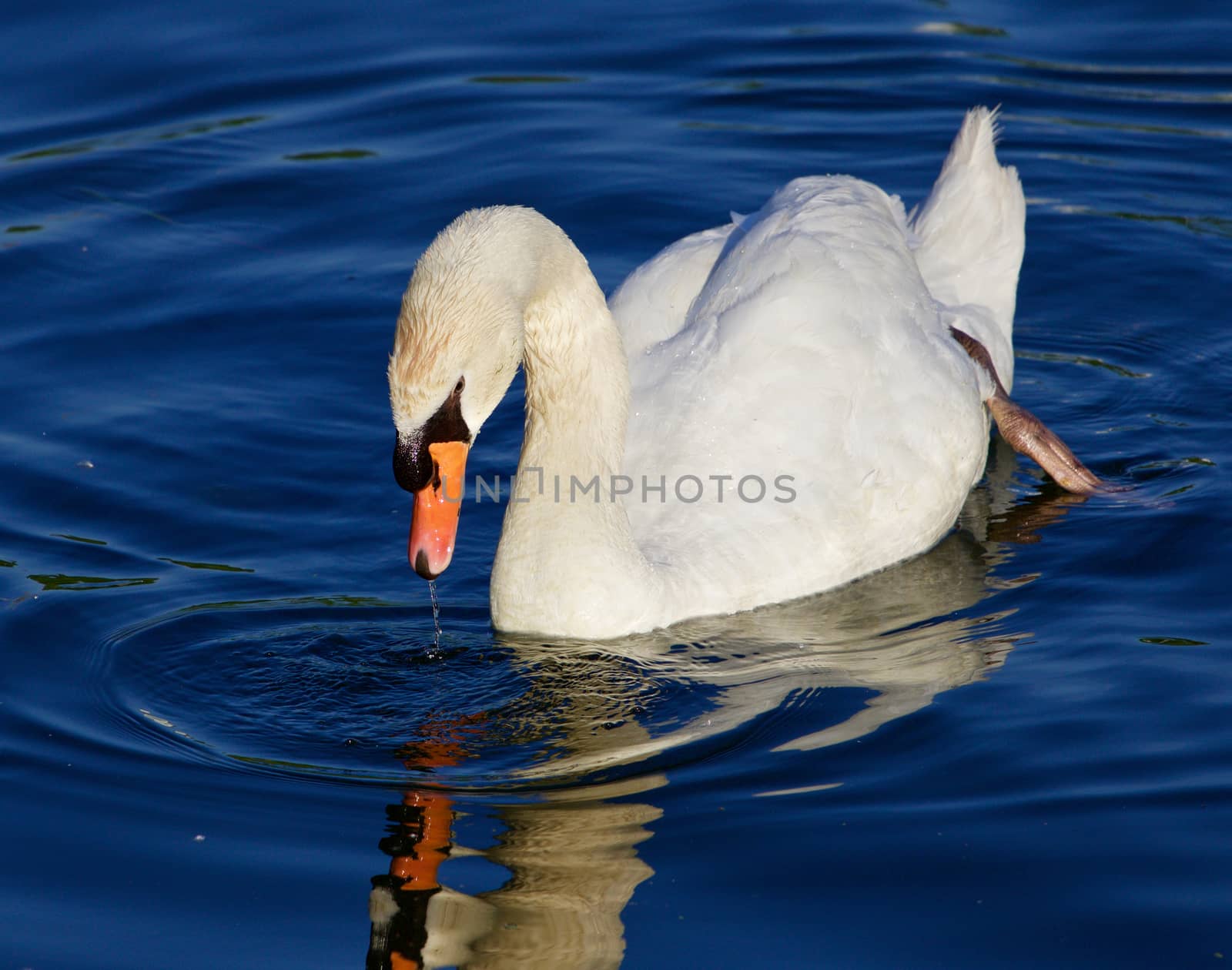 Beautiful close-up of the mute swan looking to the mirror of the water of the lake