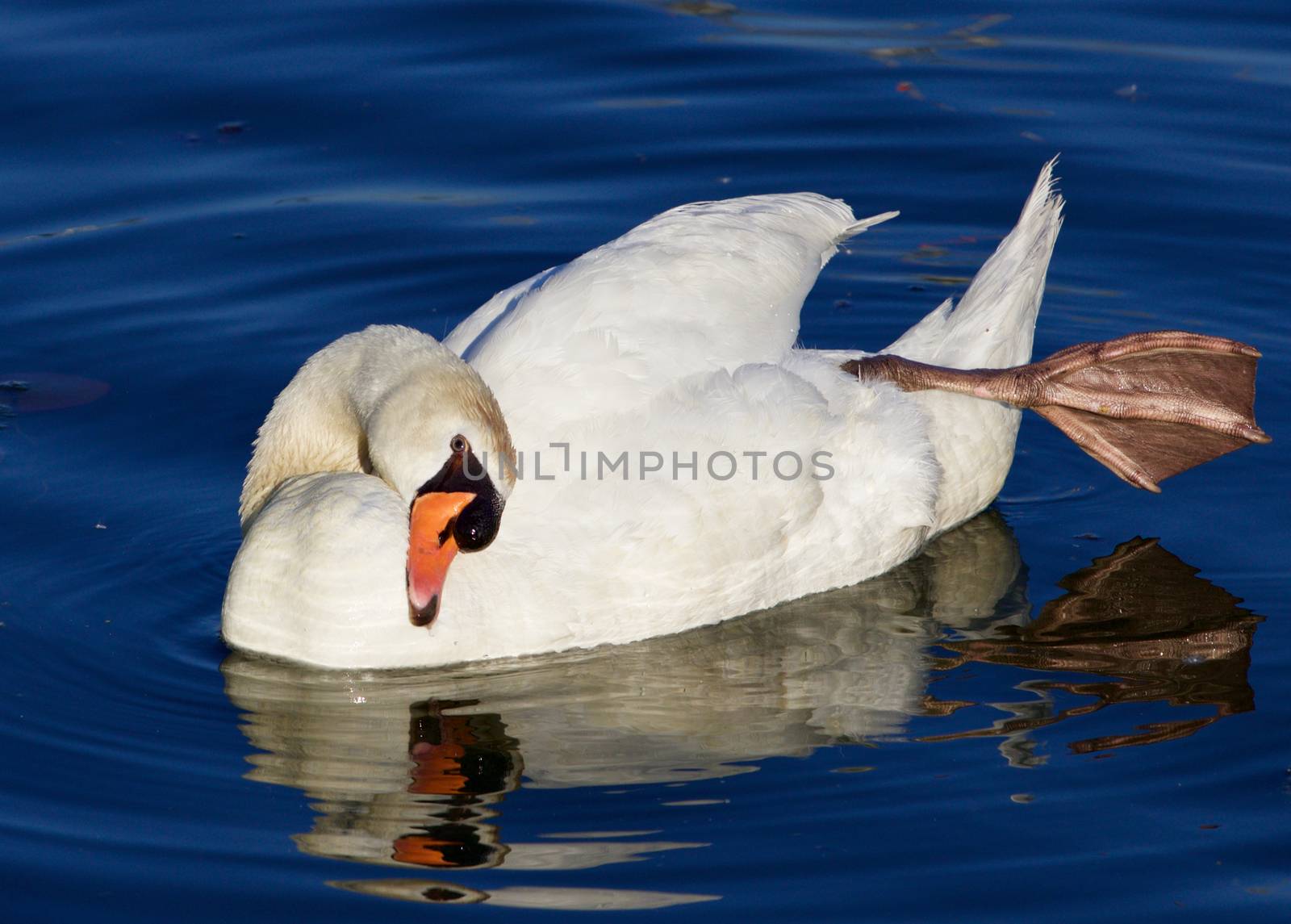 Yoga lesson from the strong beautiful mute swan by teo