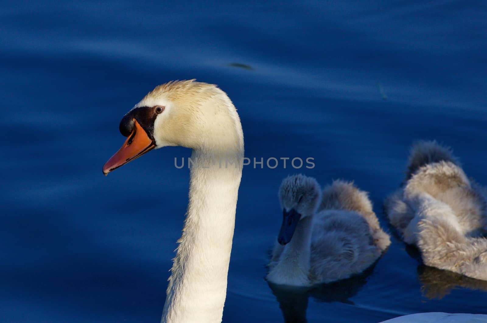 Beautiful background with the father-swan and his children on the sunny evening by teo