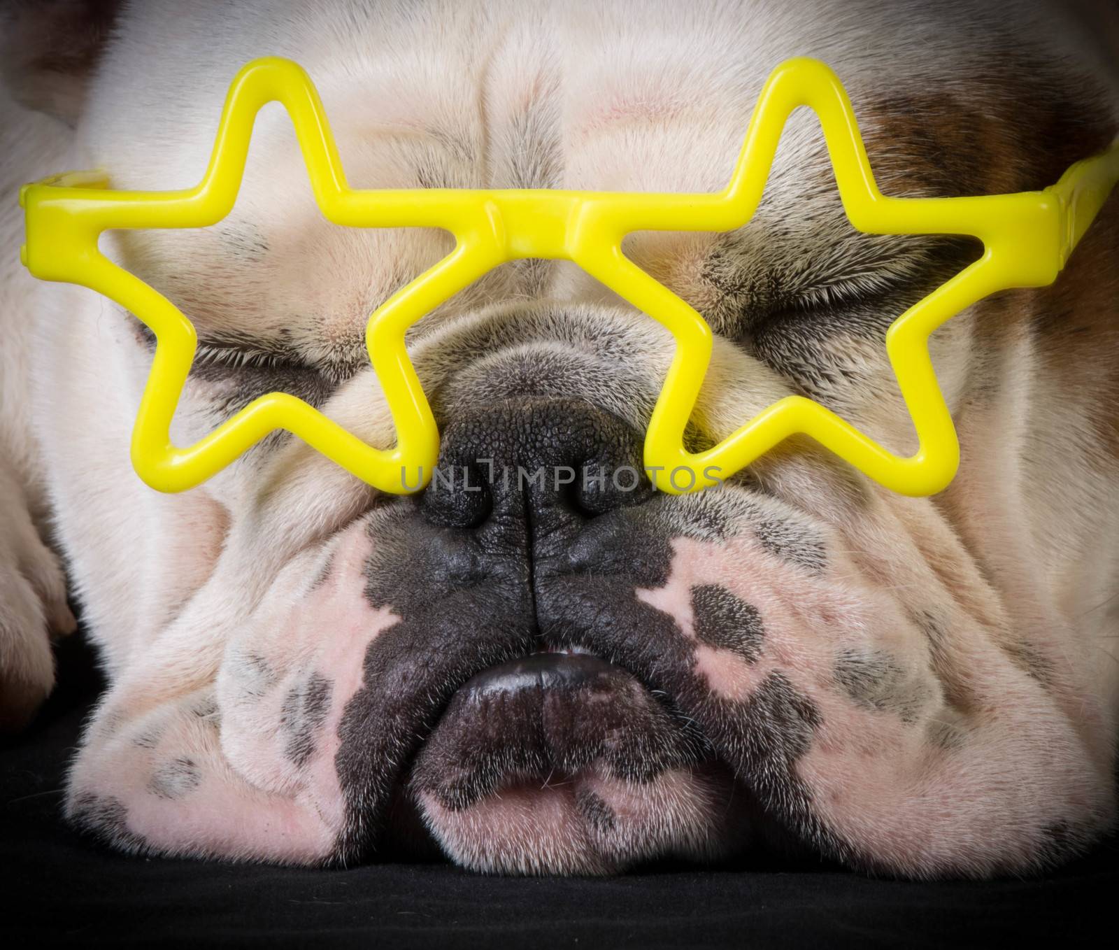 famous dog - bulldog wear yellow star glasses