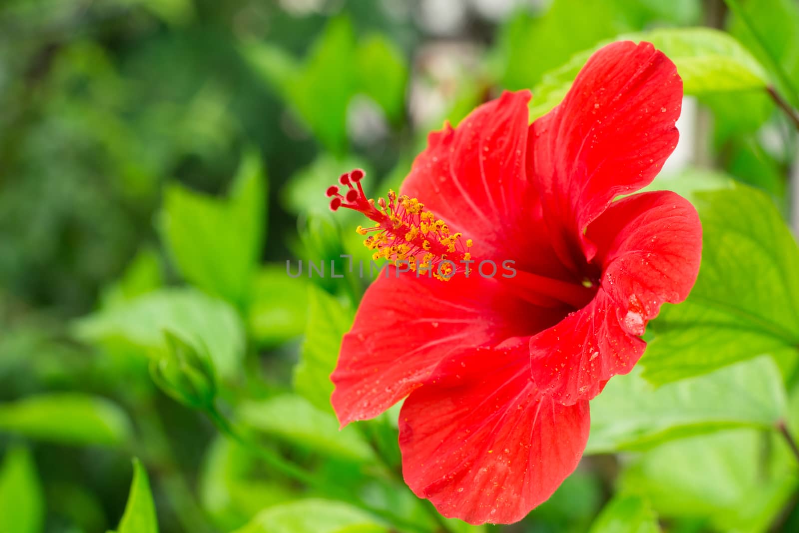 Red hibiscus on blurred background.