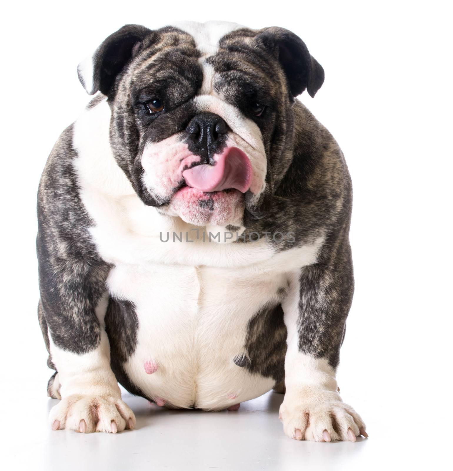 dog with attitude - bulldog sticking tongue out on white background