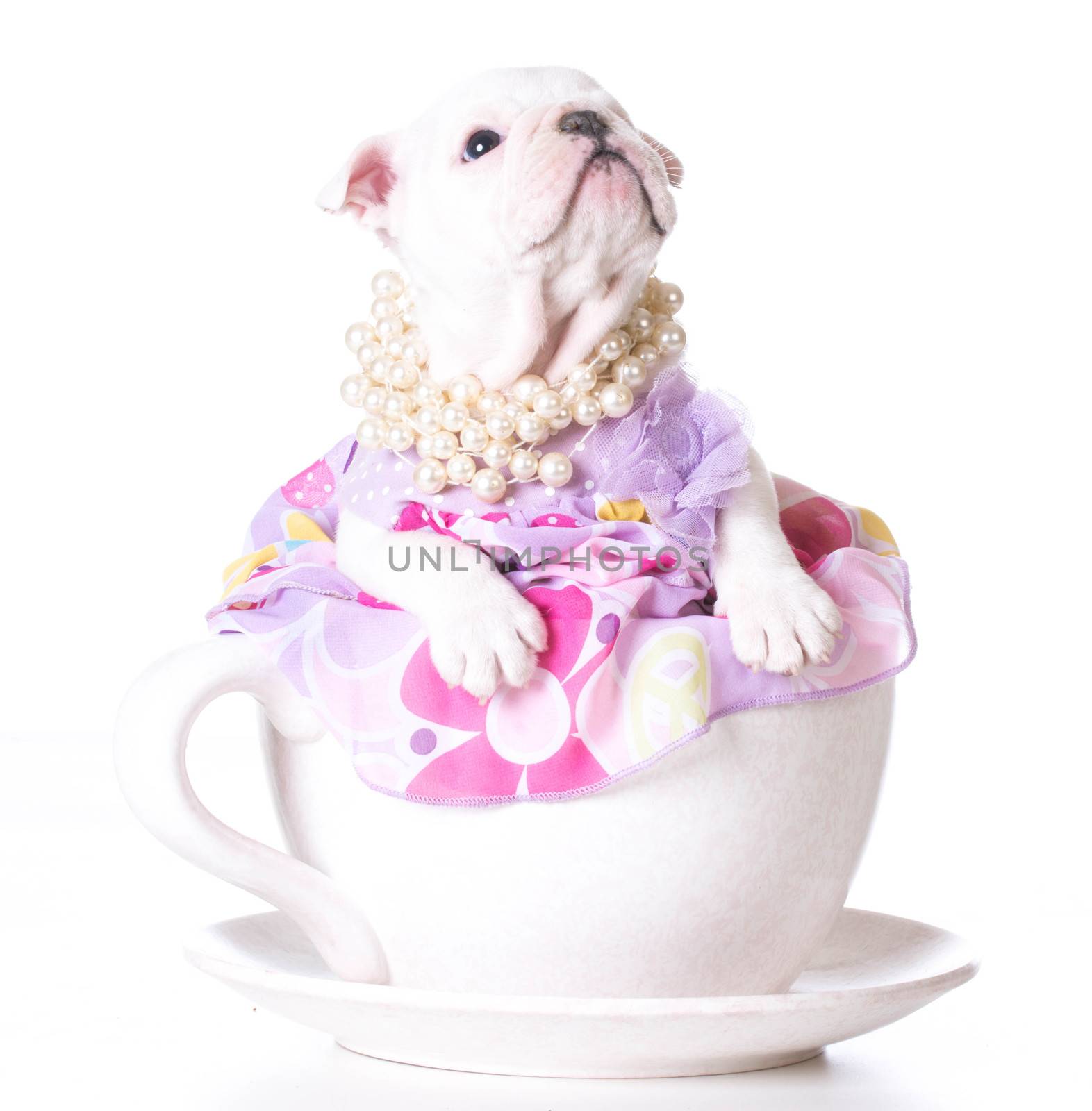 female puppy - bulldog sitting inside a teacup on white background - 7 weeks old
