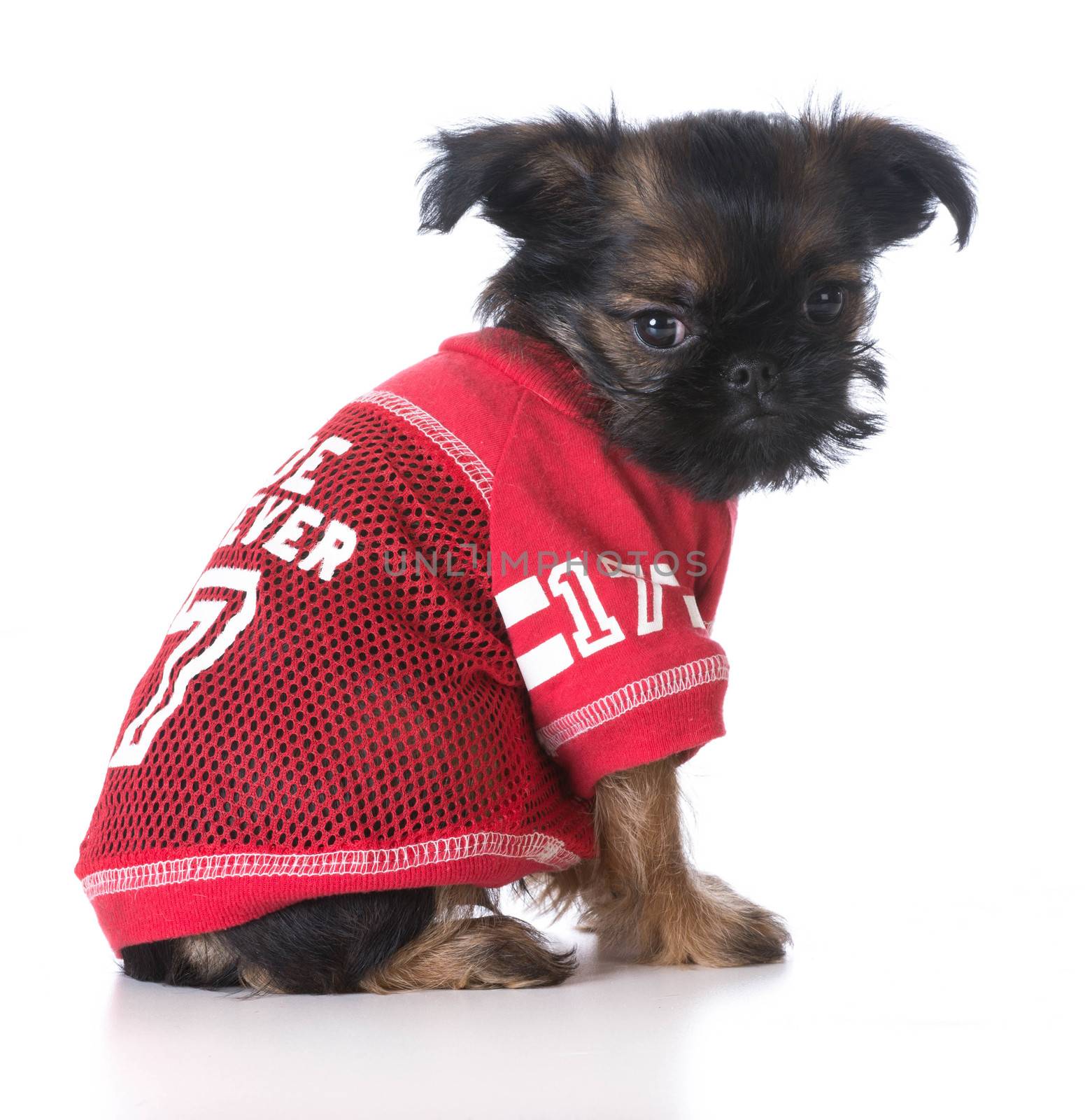 young brussels griffon puppy wearing red sports jersey on white background