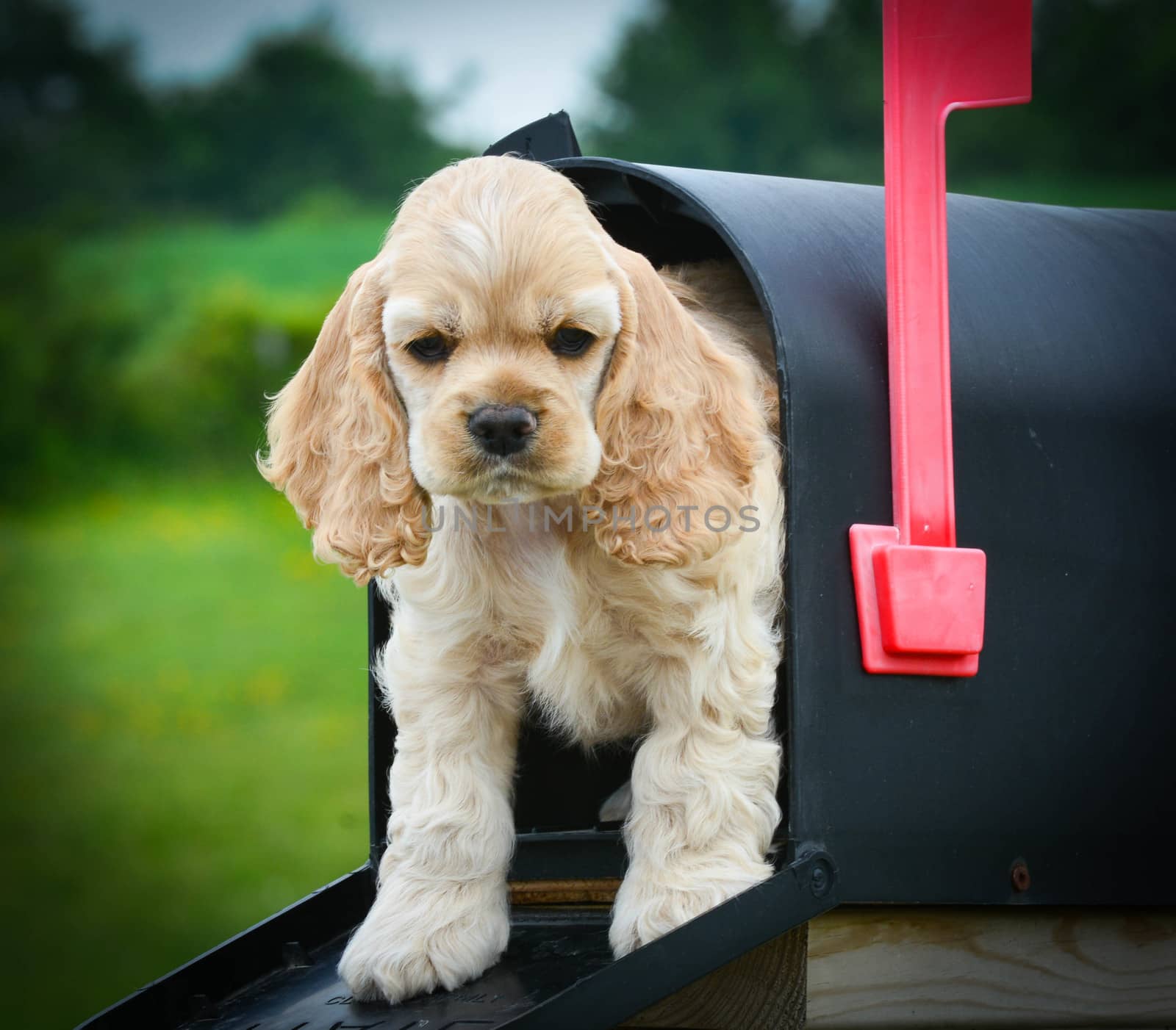 special delivery - cute puppy peeking out of a mailbox