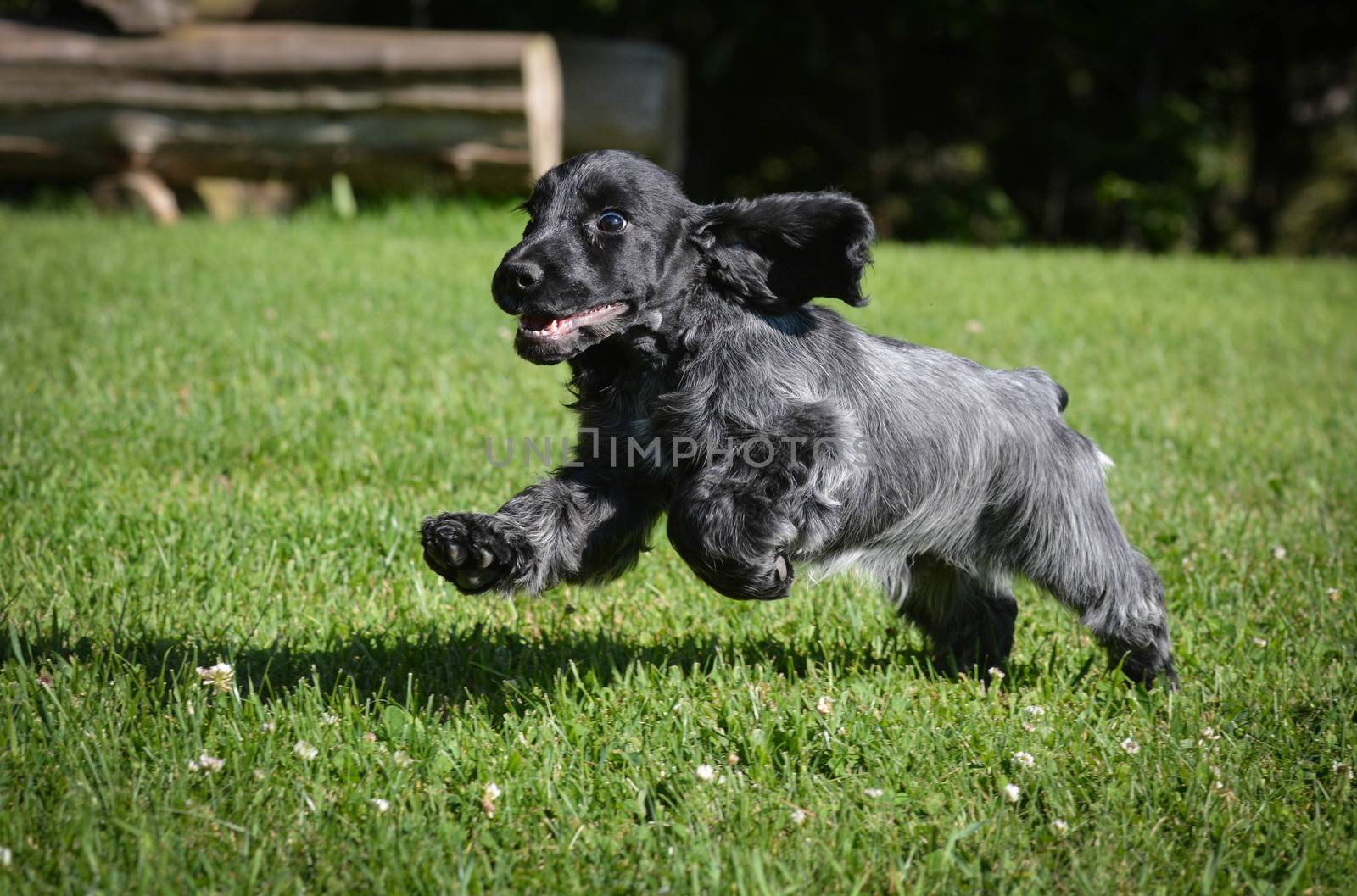 puppy running by willeecole123