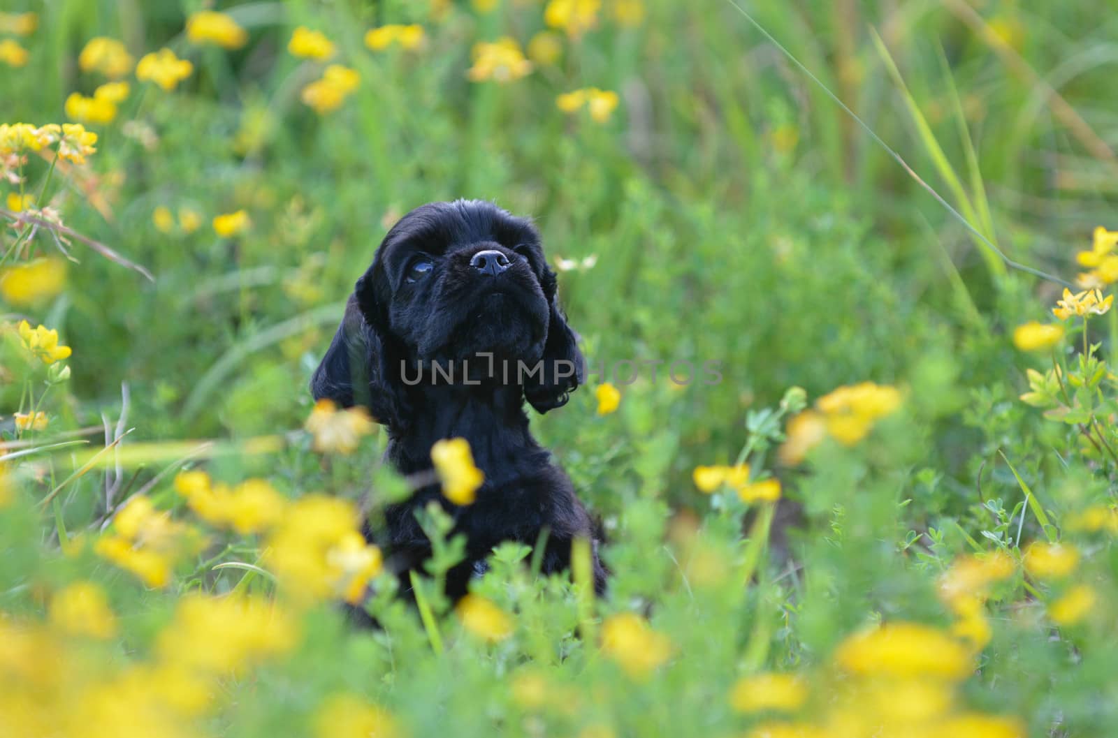 cocker spaniel puppy peeking out from yellow flowers - 7 weeks old