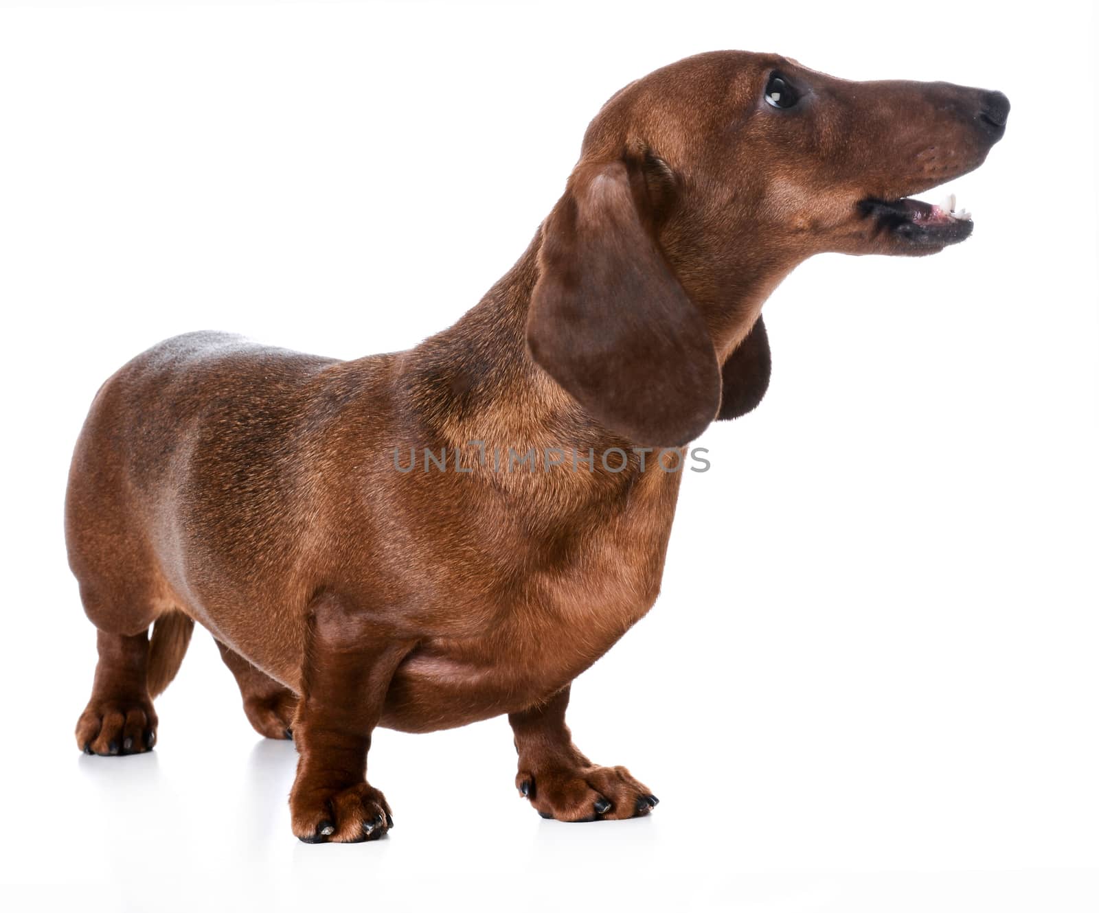 dog barking - miniature smooth dachshund barking on white background