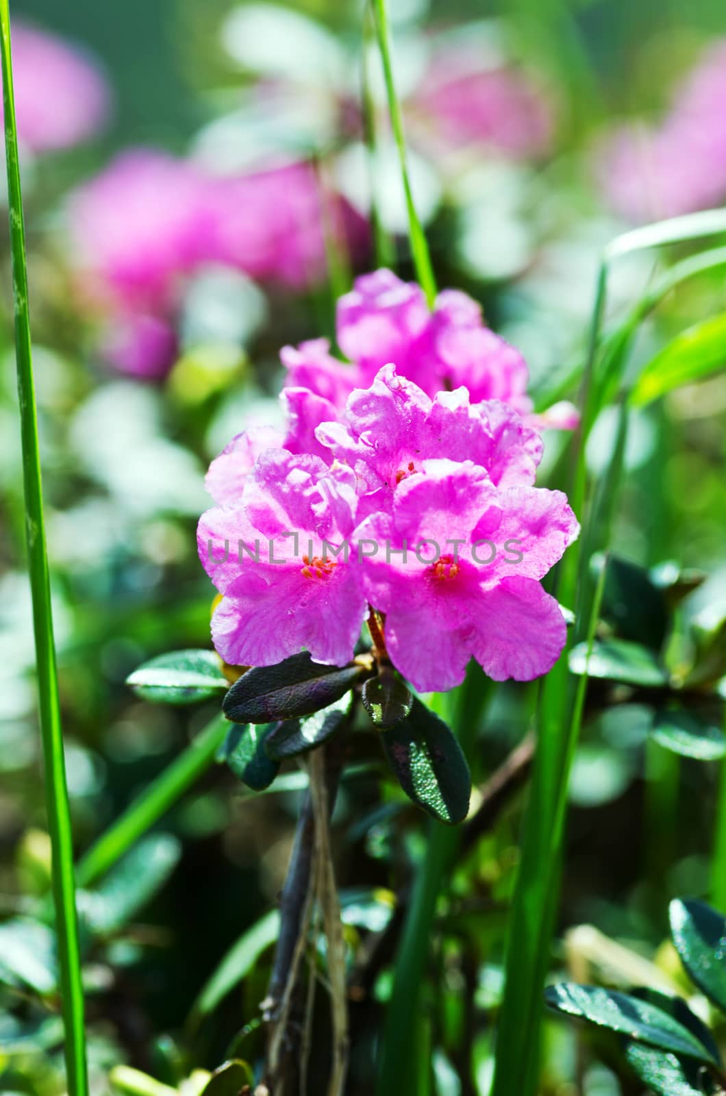 rhododendron in the Carpathians mount. Close up.