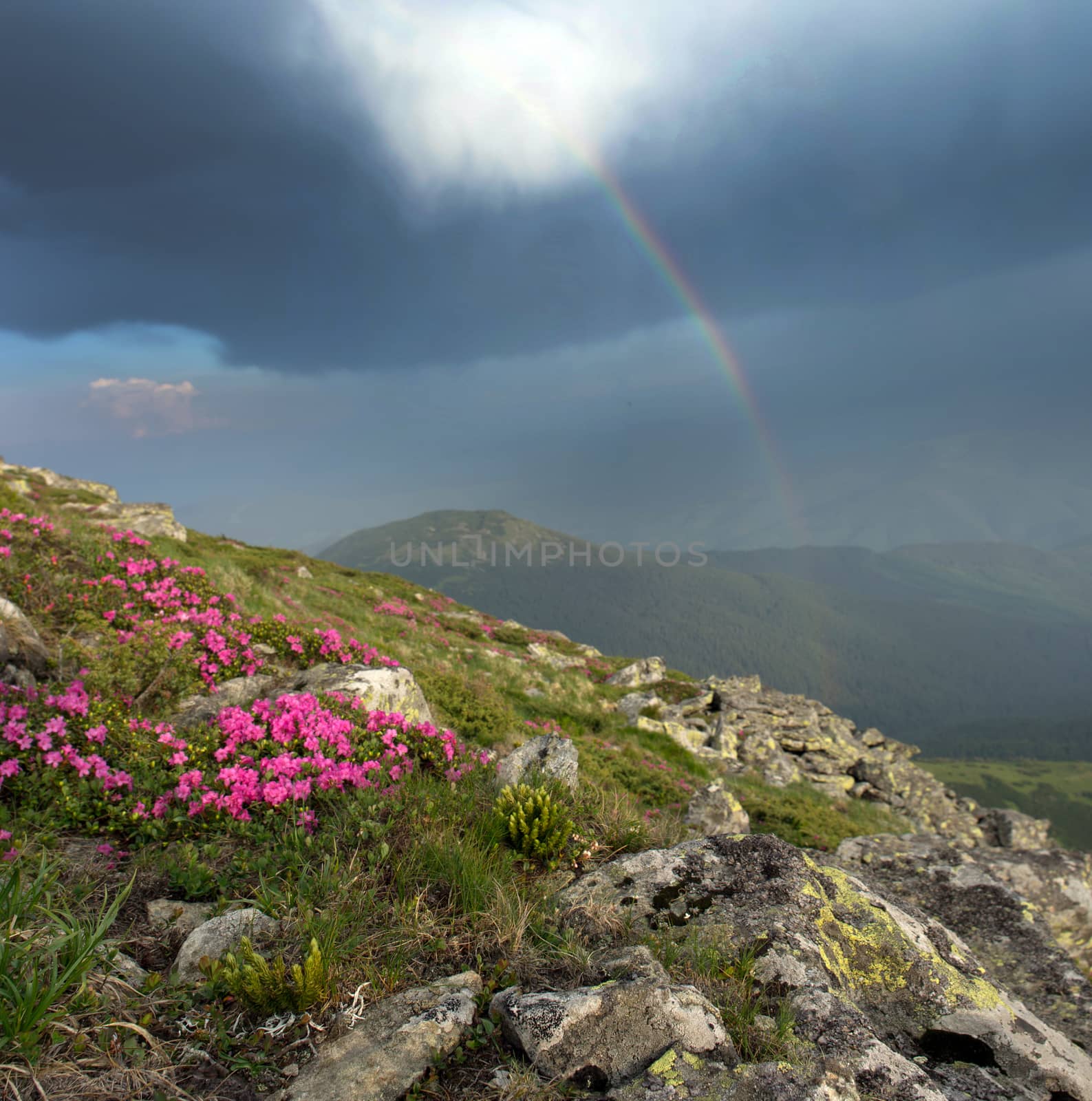 evening mountain plateau landscape with rainbow(Carpathian, Ukra by dolnikow