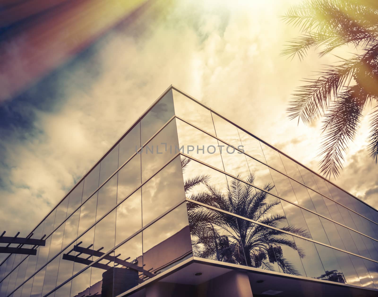 Modern office building with palm tree reflecting in glass by Paulmatthewphoto