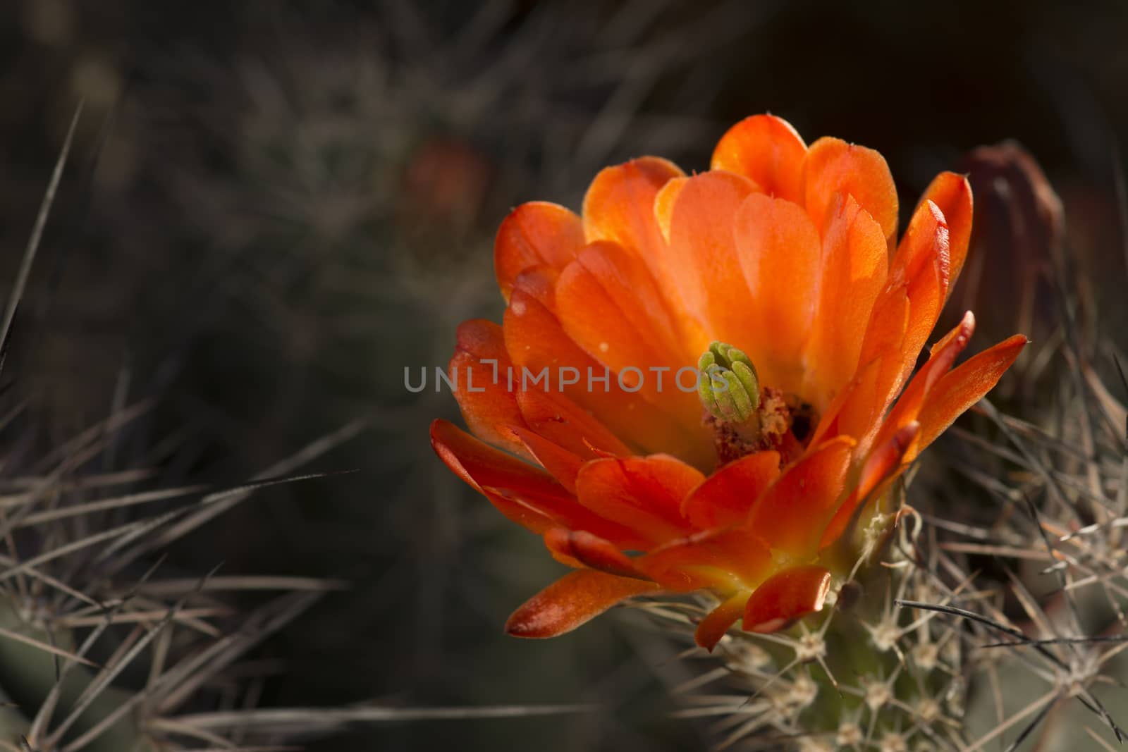 Desert bloom - beautiful red flower barrel cactus
