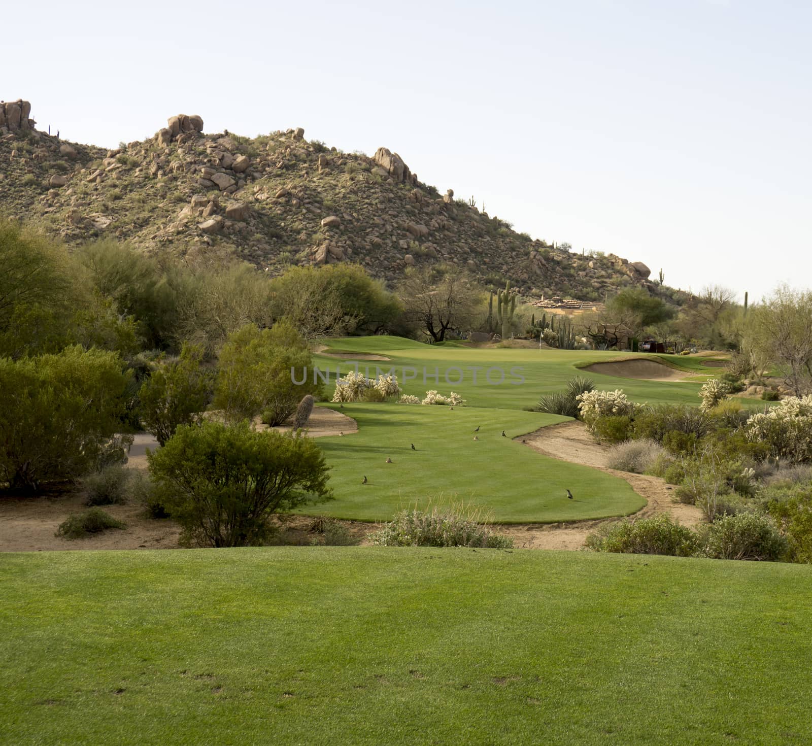 Golf course landscape desert mountain scenic view by Paulmatthewphoto