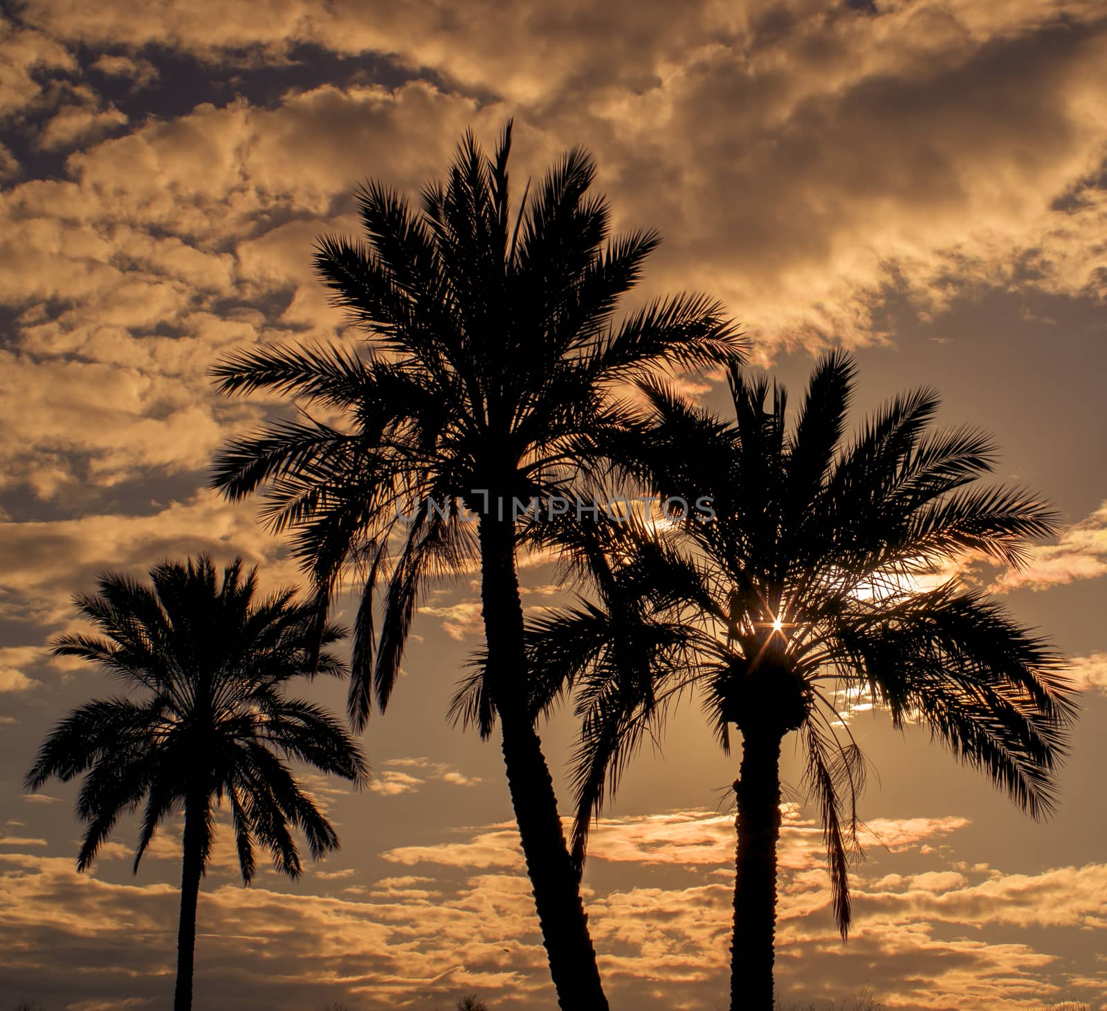 Palm trees background against warm summer evening sky