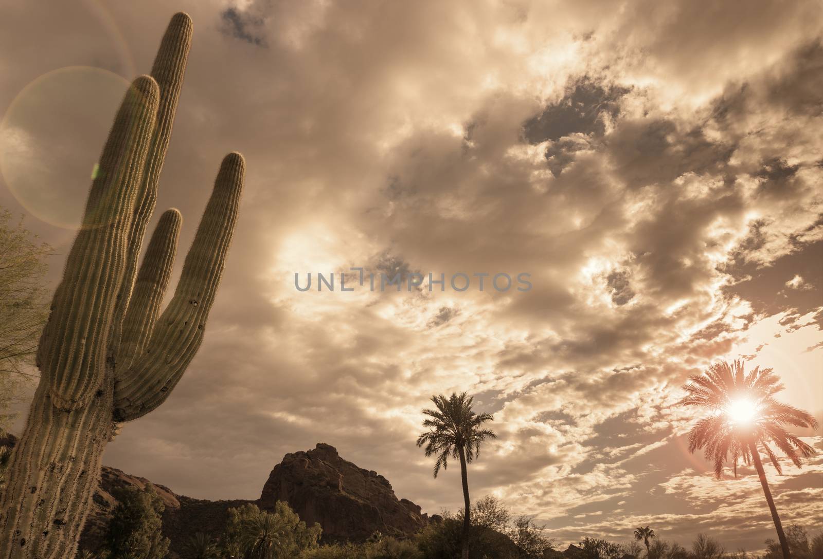 Desert vista landscape, saguaro tree, mountain background. by Paulmatthewphoto