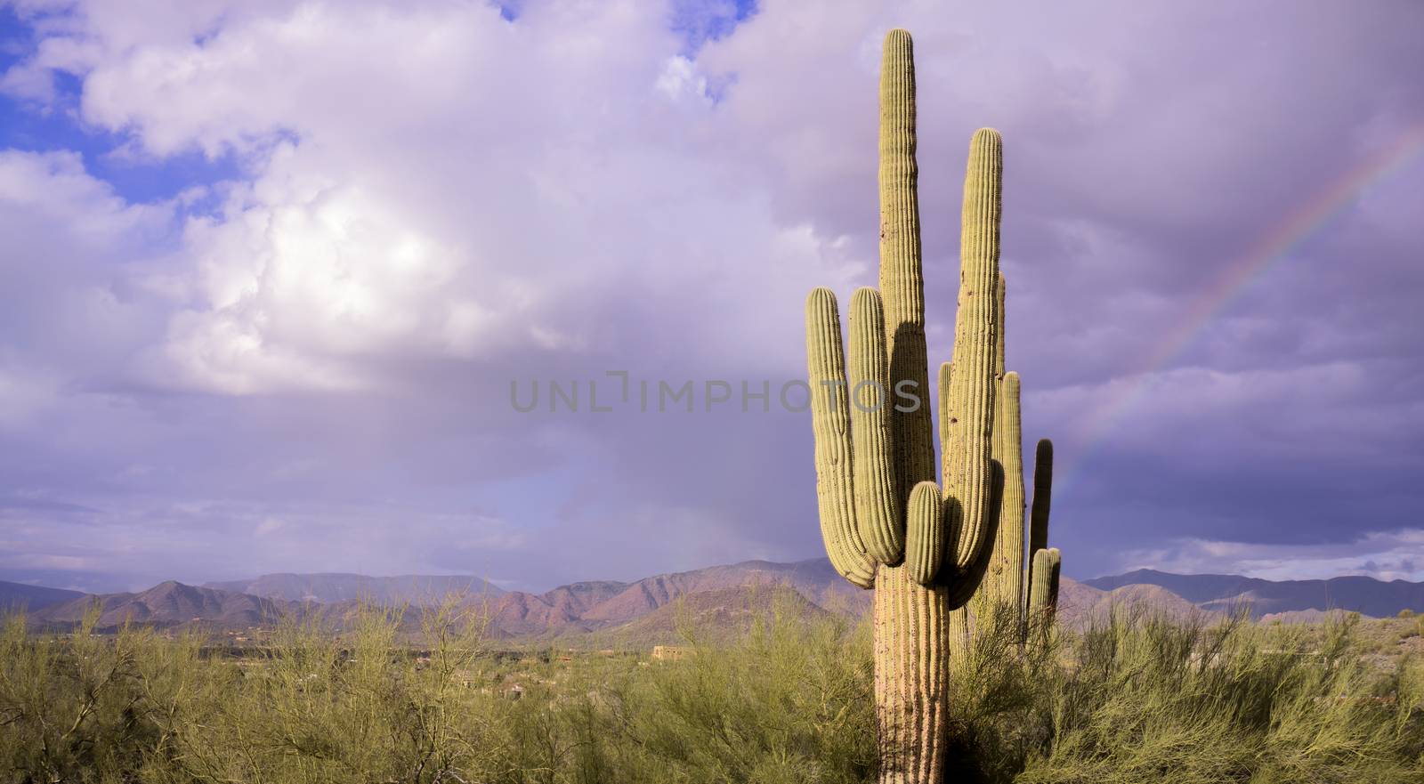 Desert landscape saguaro cactus tree by Paulmatthewphoto