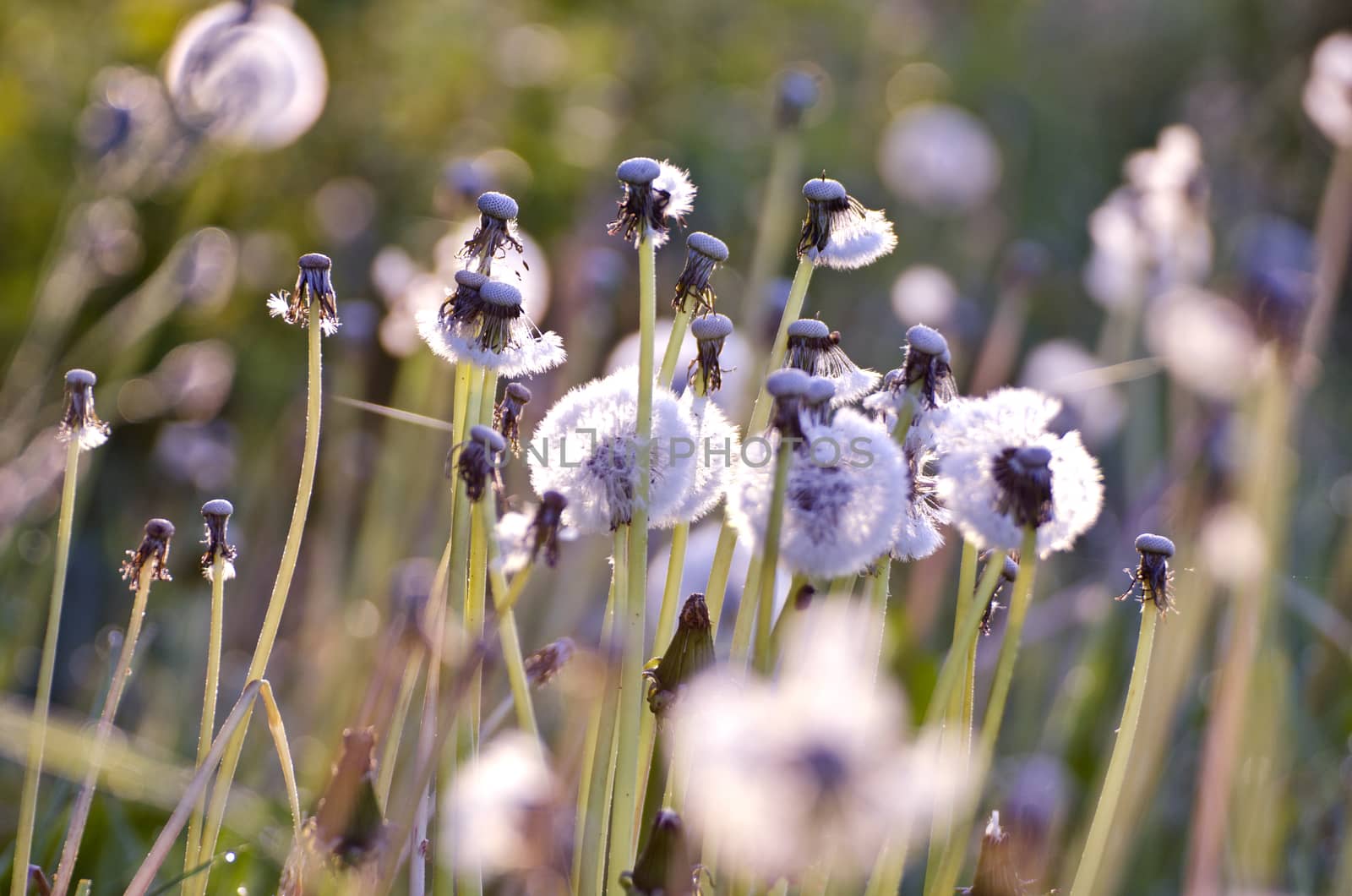 blur spring time dandelion heads after blossoming background. Nature background