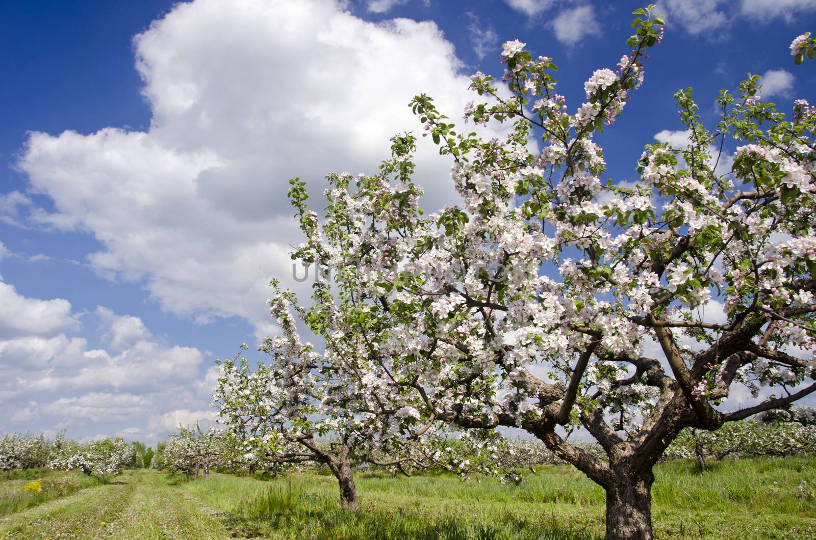 beautiful blossoming spring apple tree big industrial orchard garden