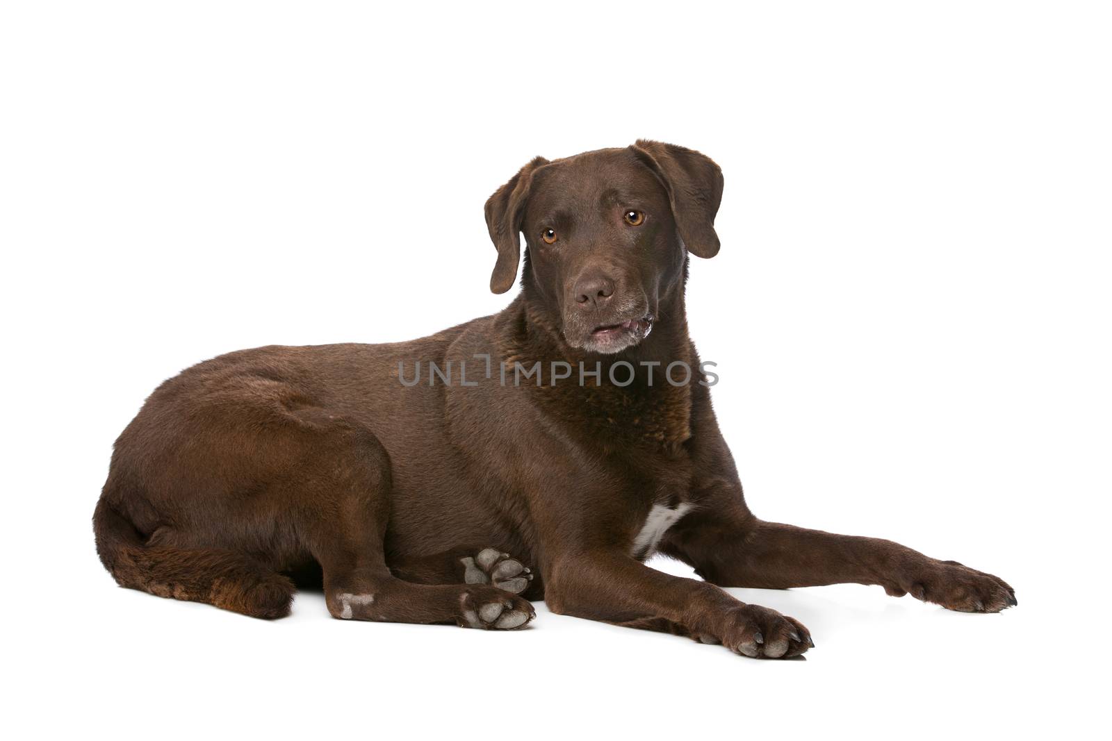 Chocolate Labrador dog by eriklam