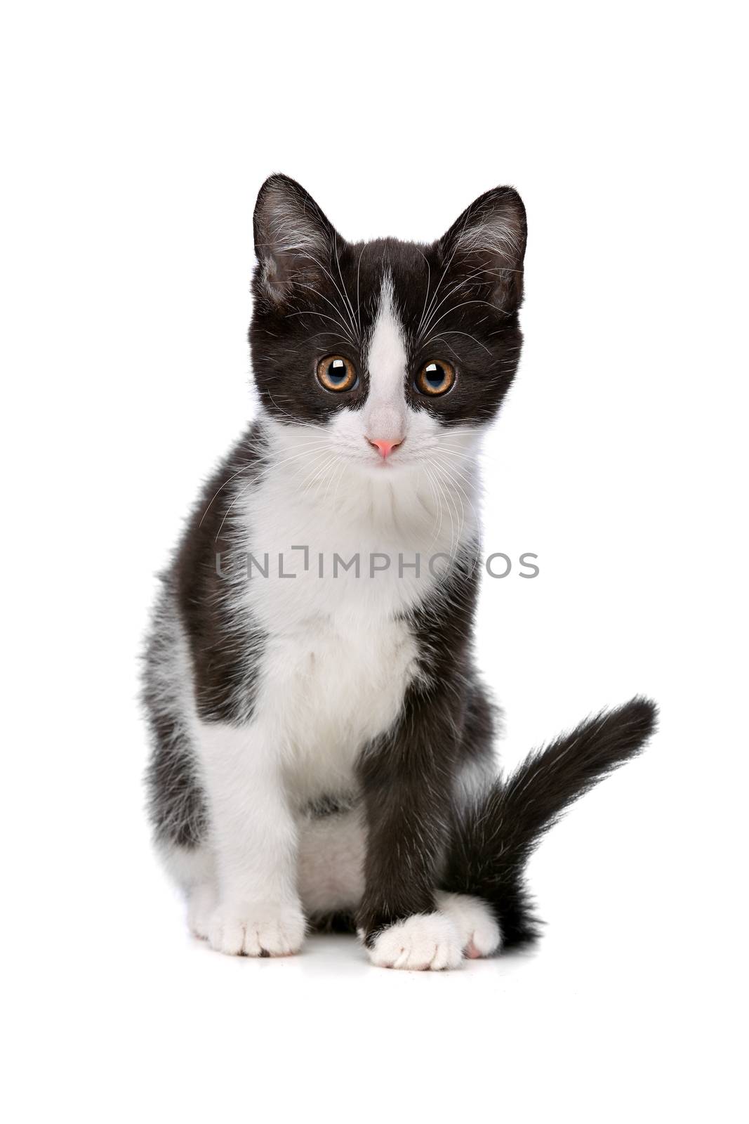 little black and white kitten by eriklam