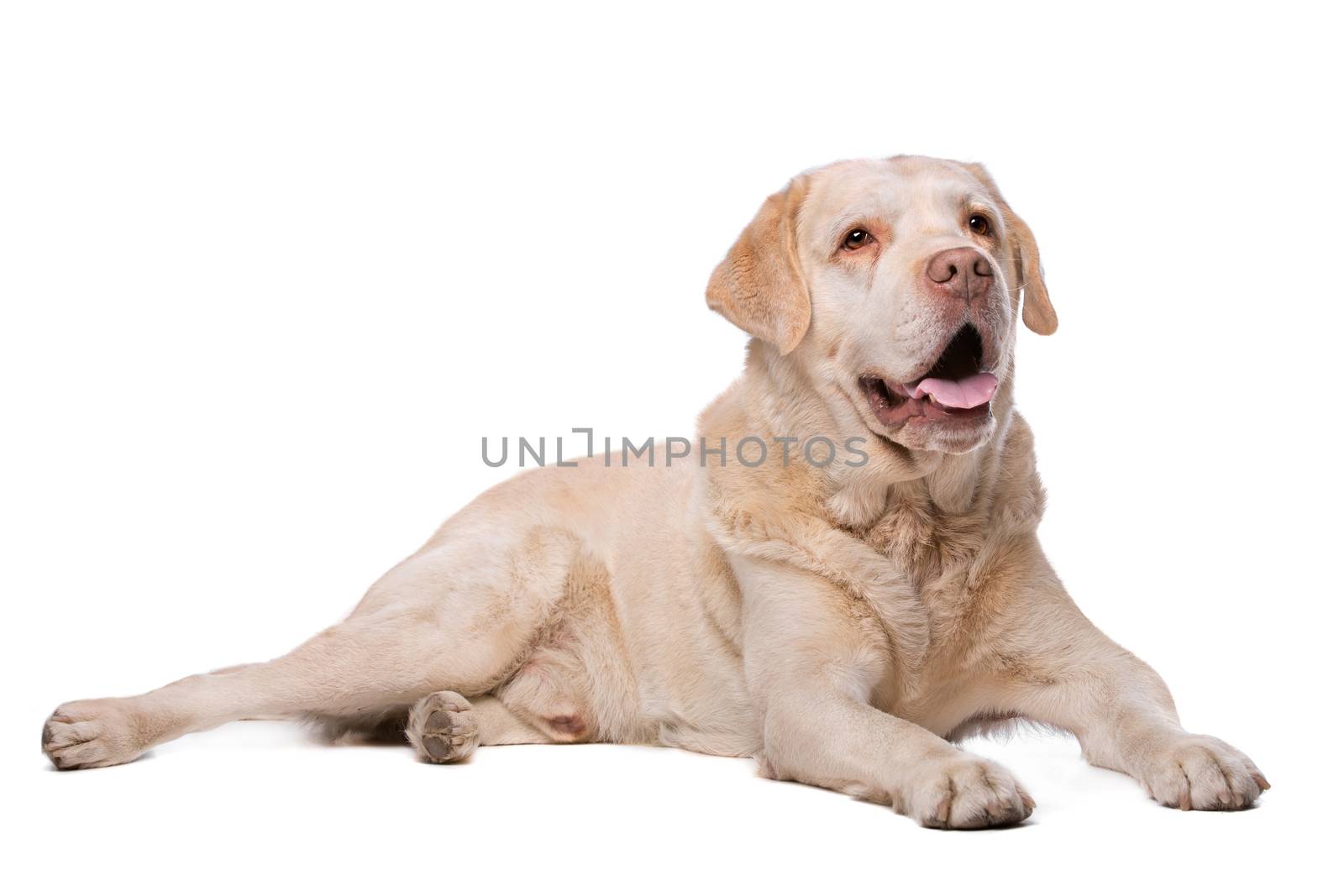 beige Labrador dog by eriklam