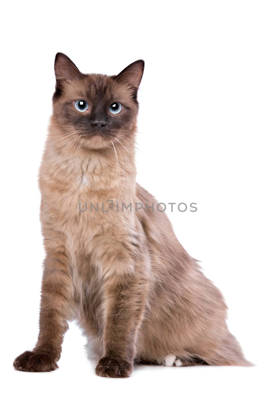 Ragdoll cat in front of a white background