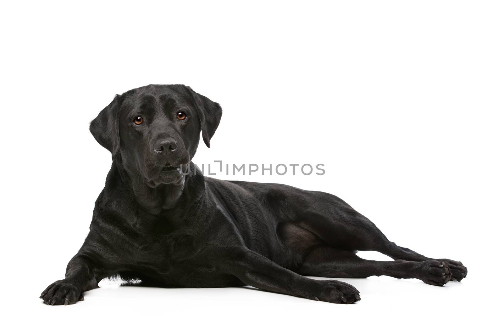 Black Labrador in front of a white background