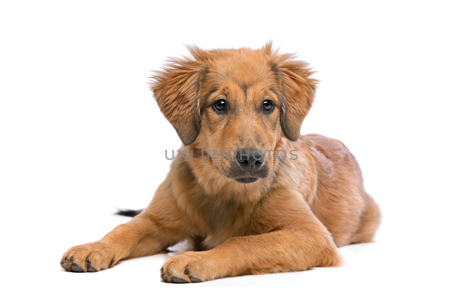 brown mixed breed puppy in front of a white background