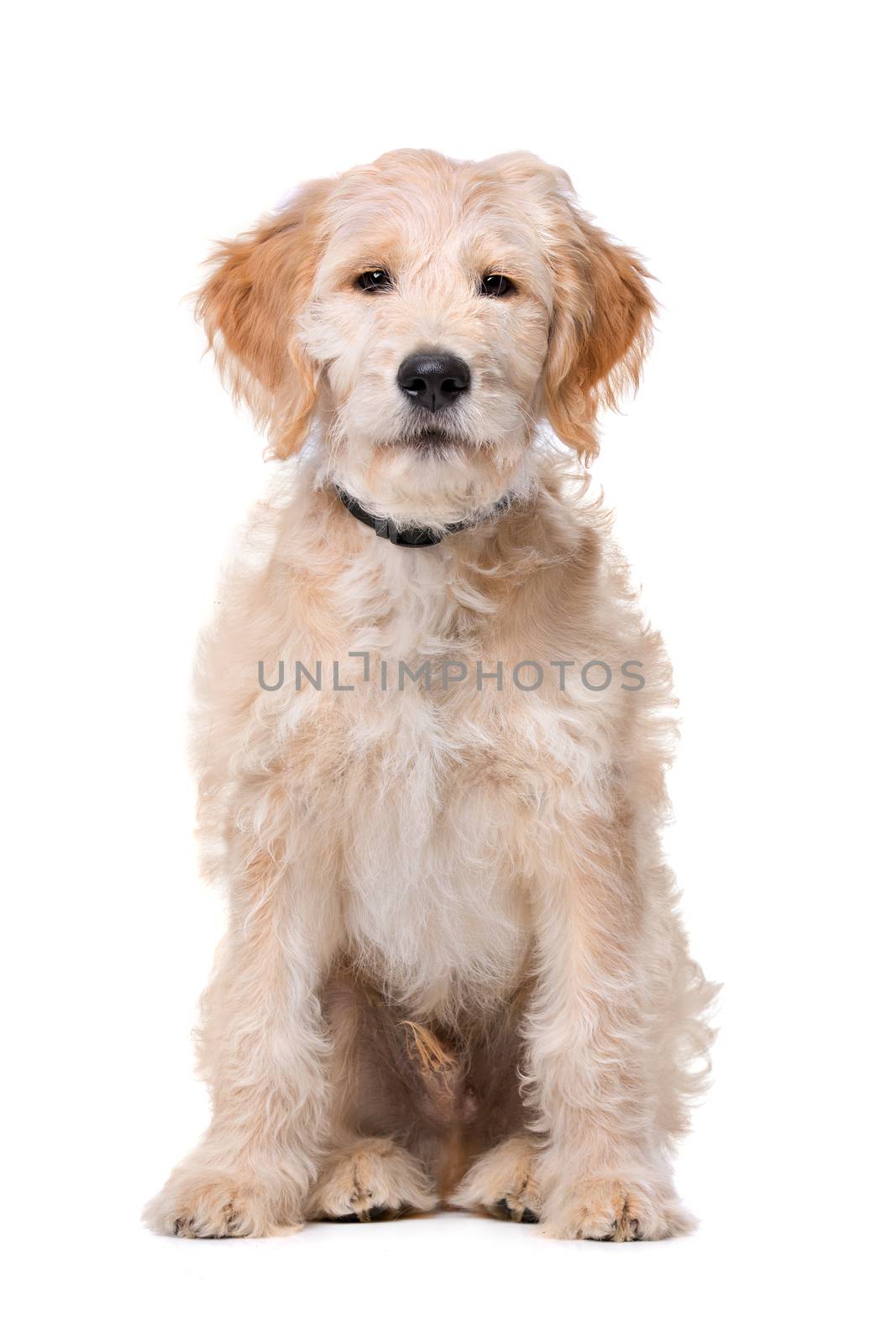 Beige Labradoodle dog in front of a white background