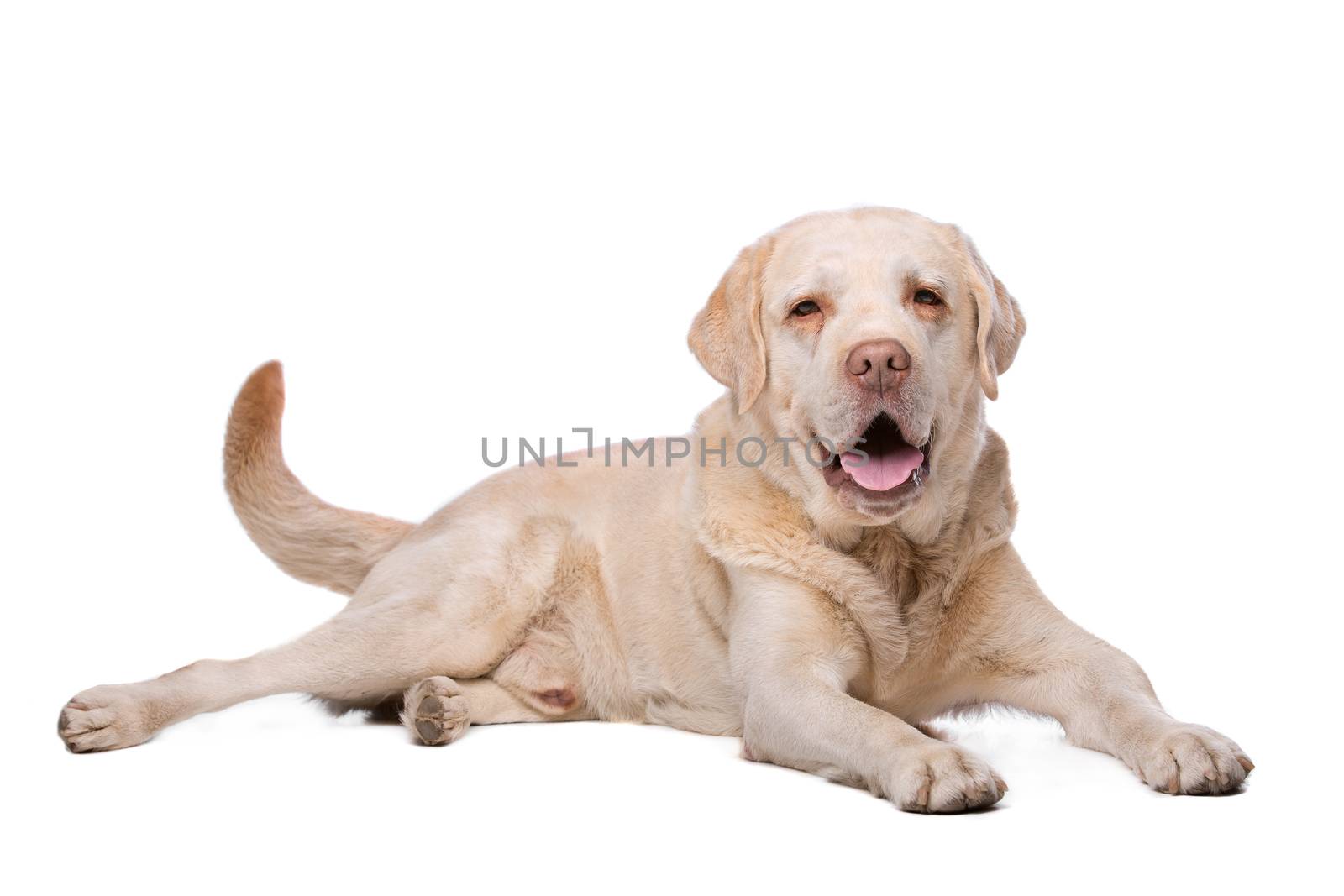 Labrador dog in front of a white background