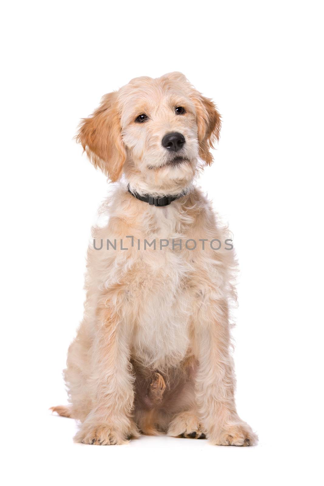 Beige Labradoodle dog in front of a white background