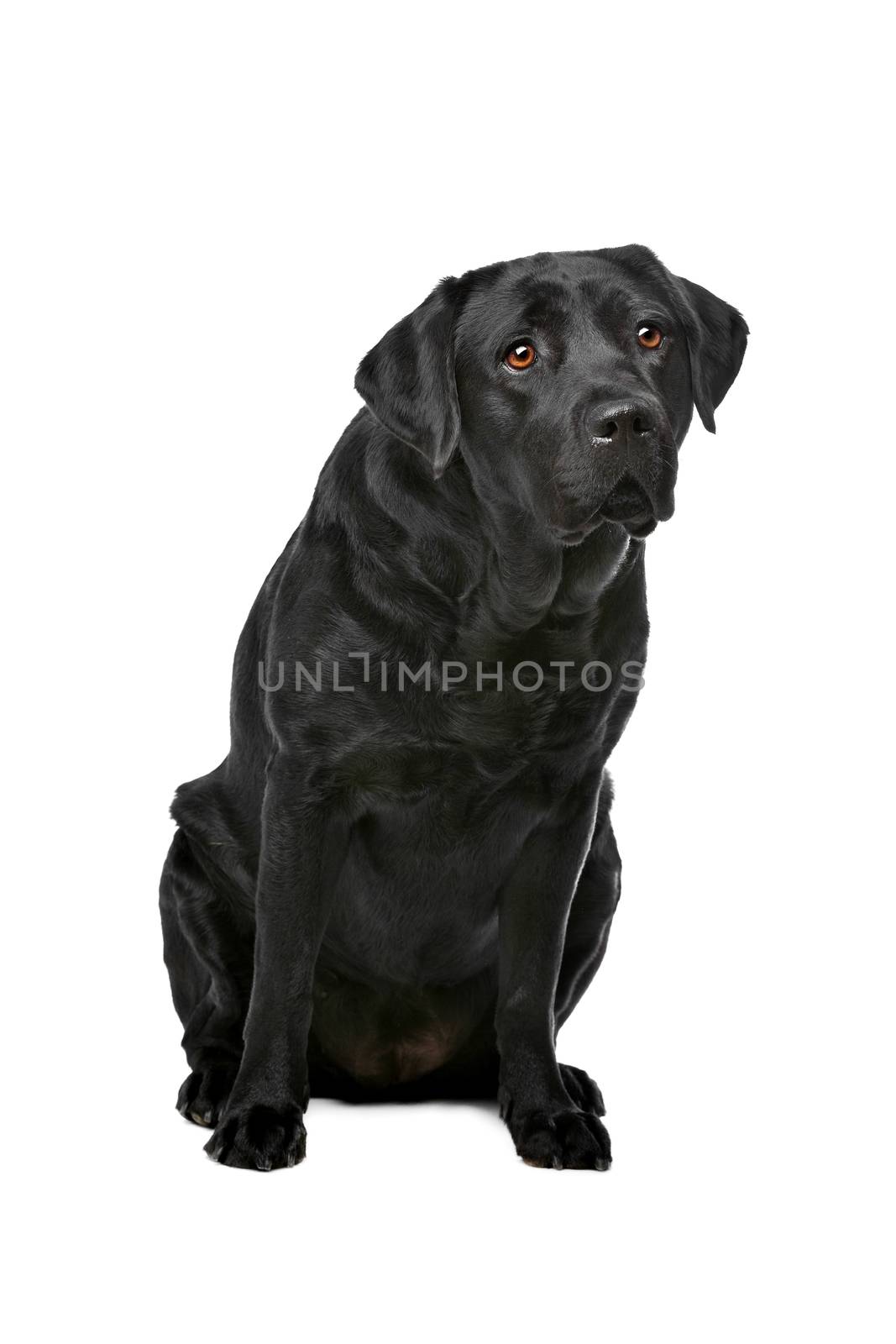 Black Labrador dog by eriklam