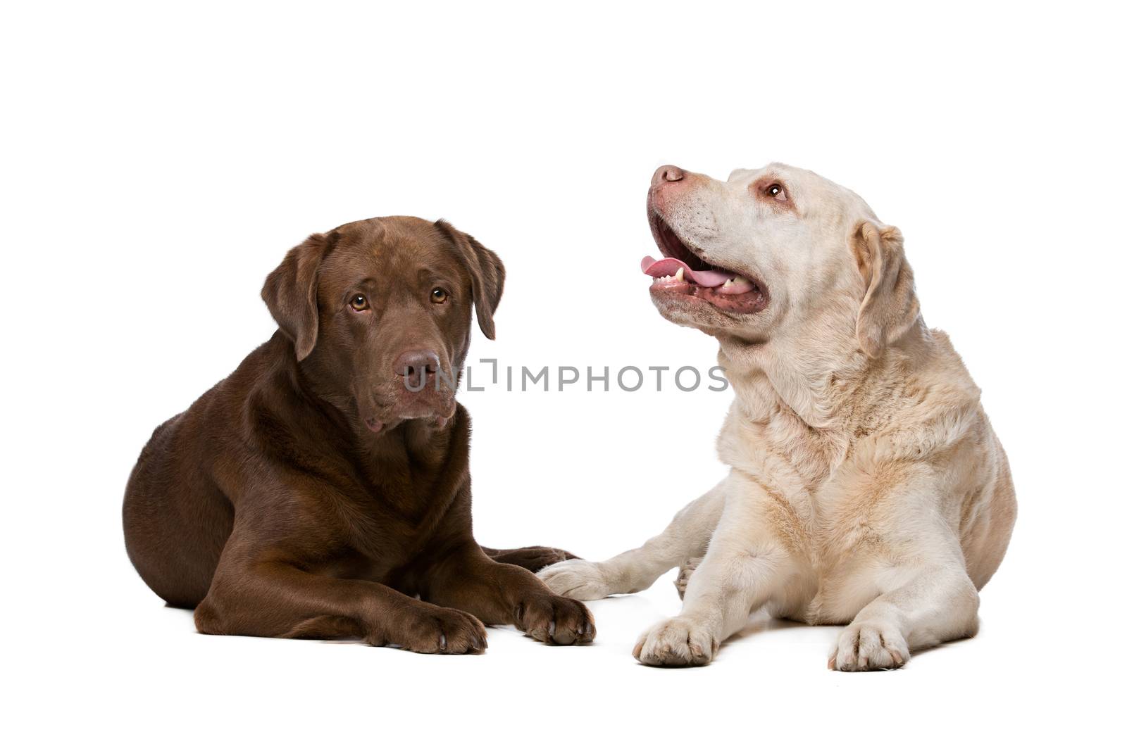 Two Labrador dogs by eriklam