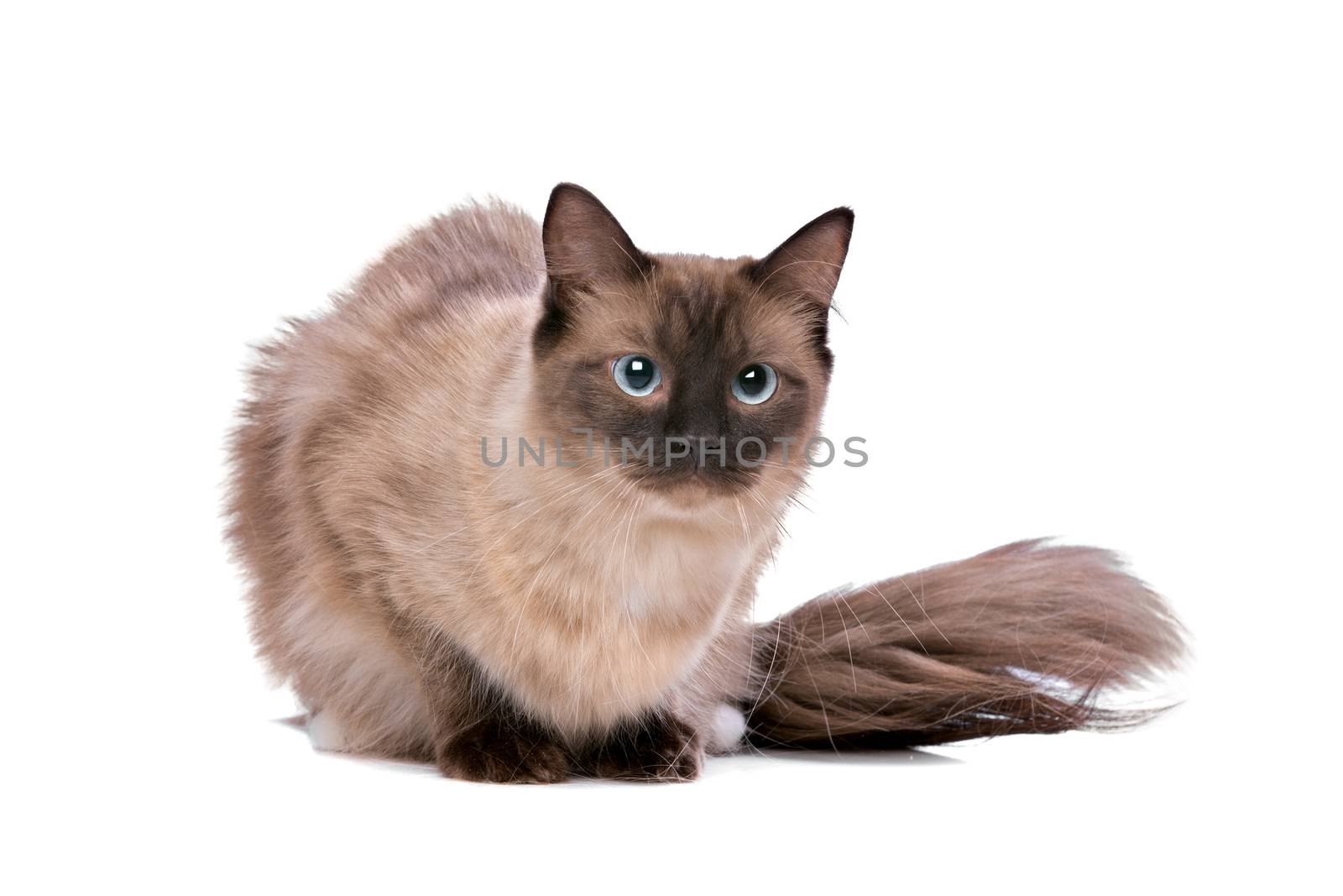 Brown Ragdoll cat by eriklam
