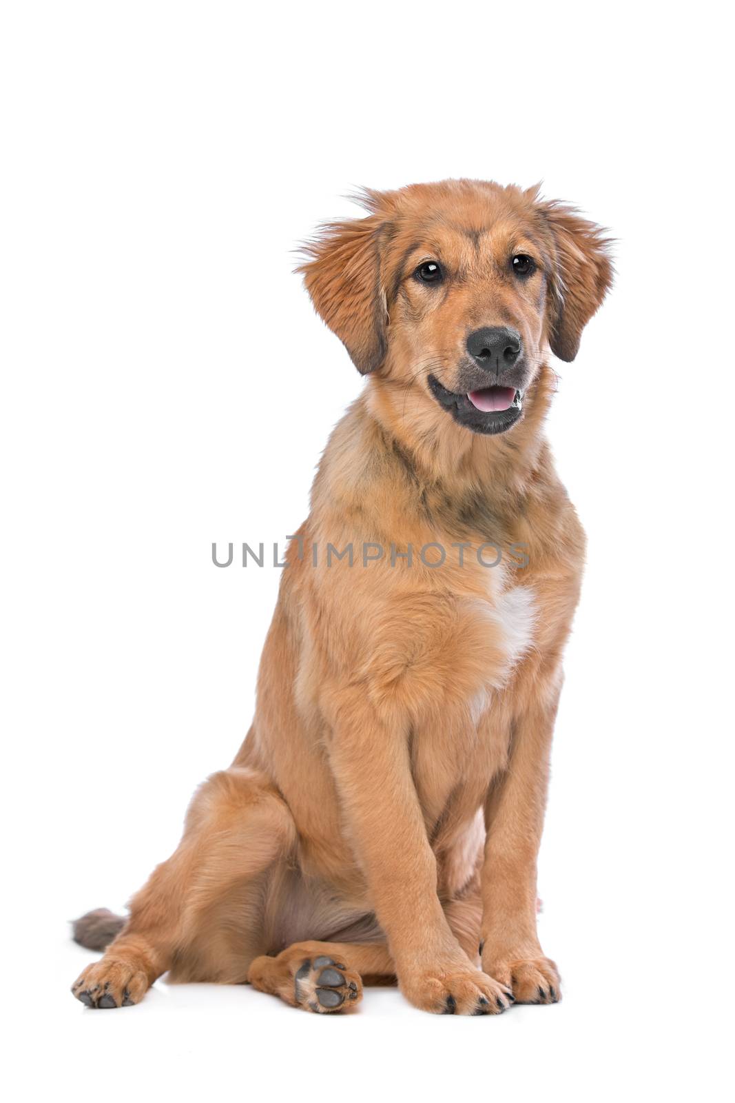 brown mixed breed puppy in front of a white background