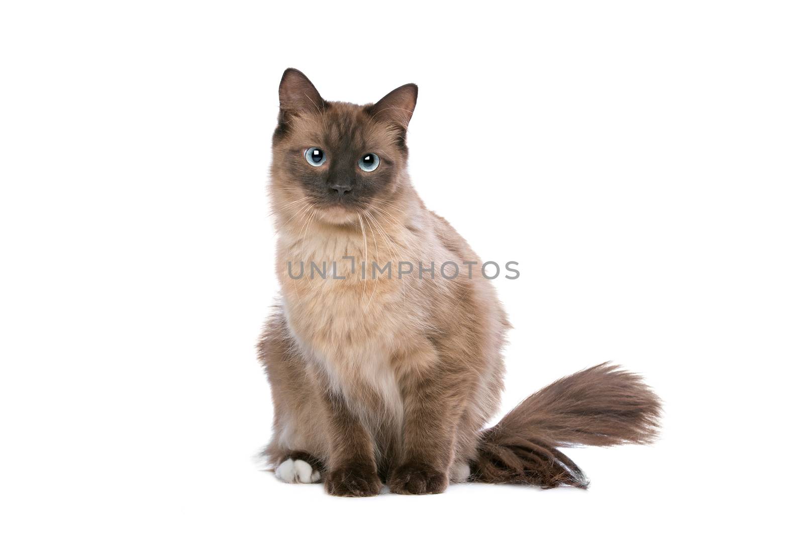 Brown Ragdoll cat by eriklam