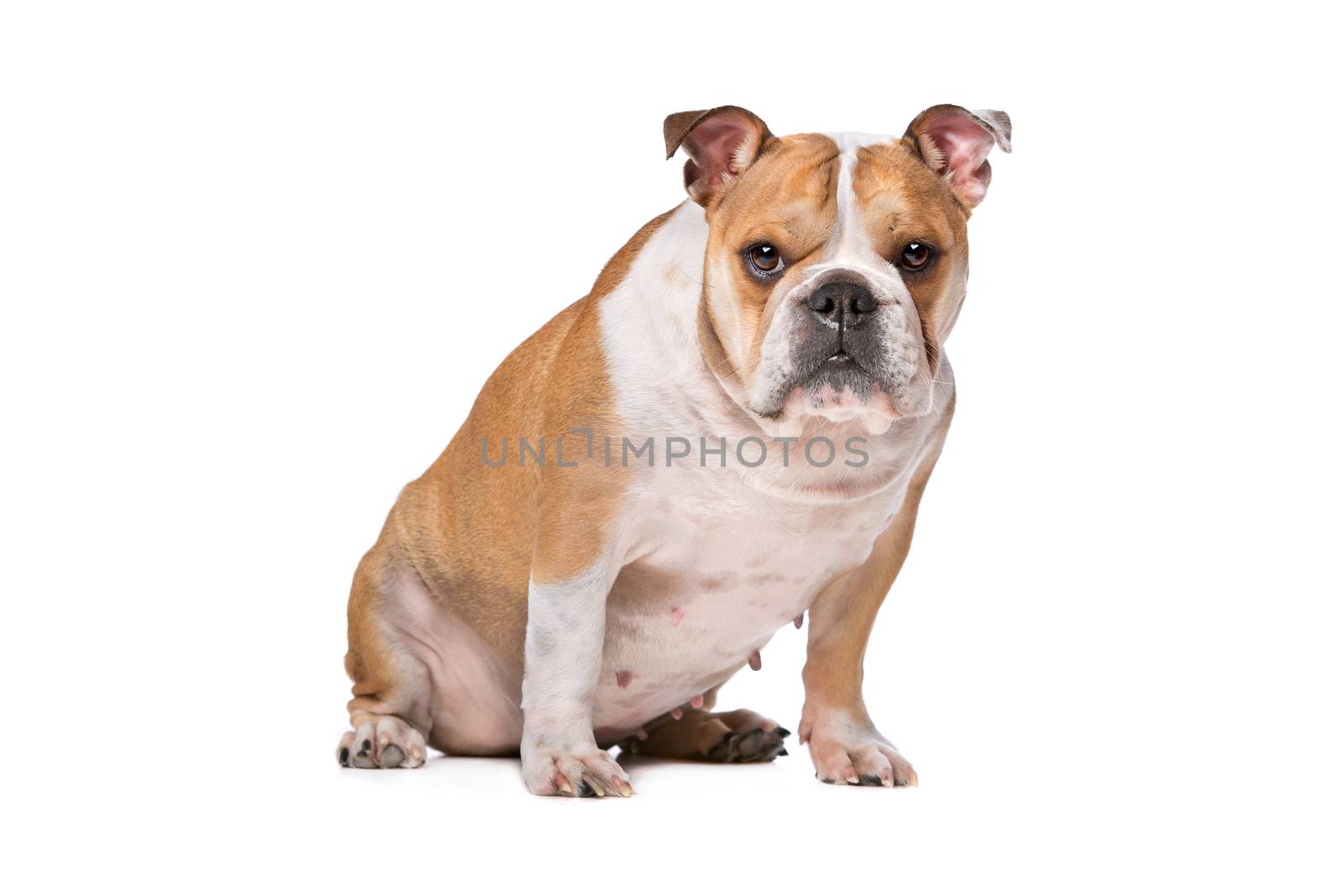 brown and white English Bulldog by eriklam