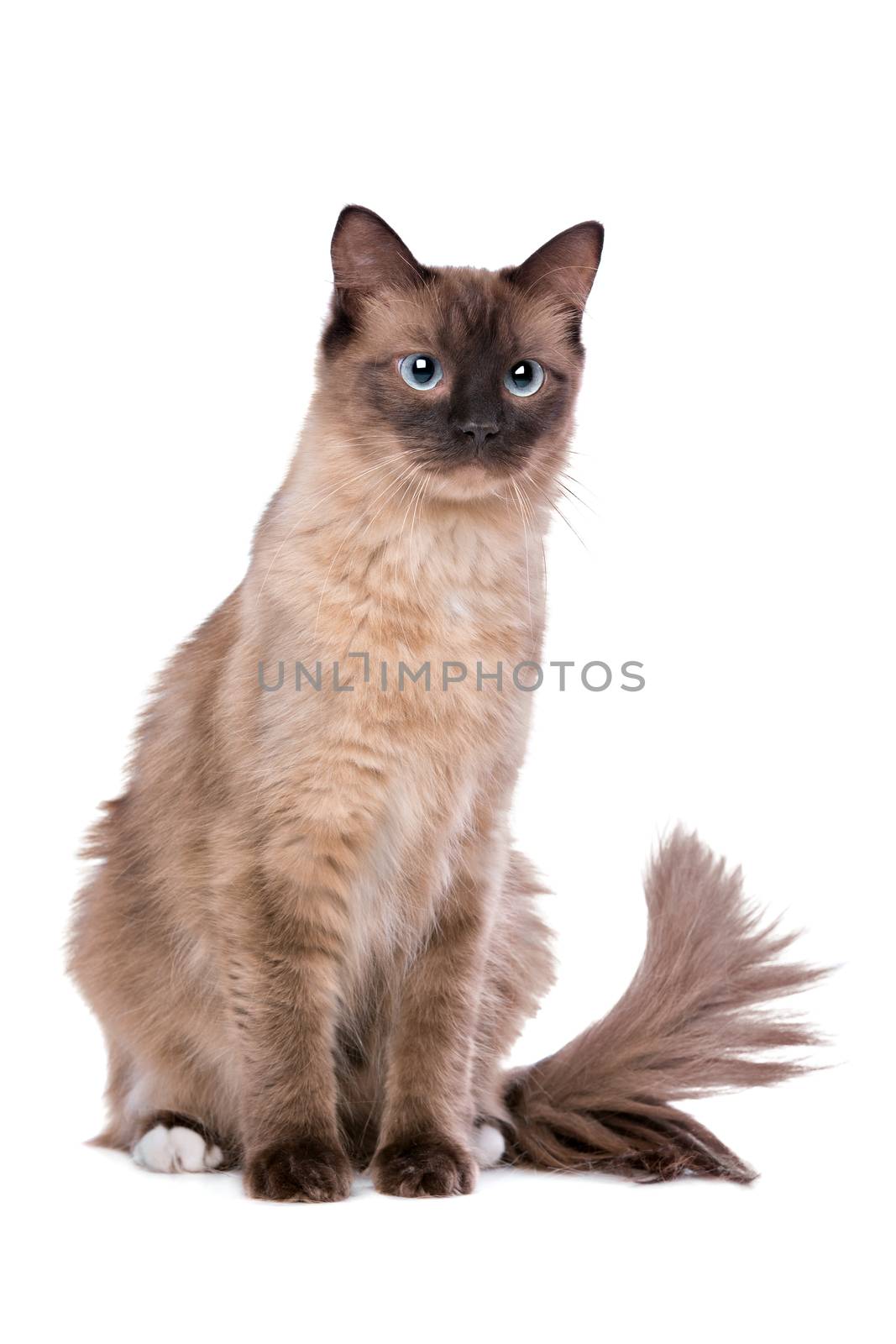 Ragdoll cat in front of a white background
