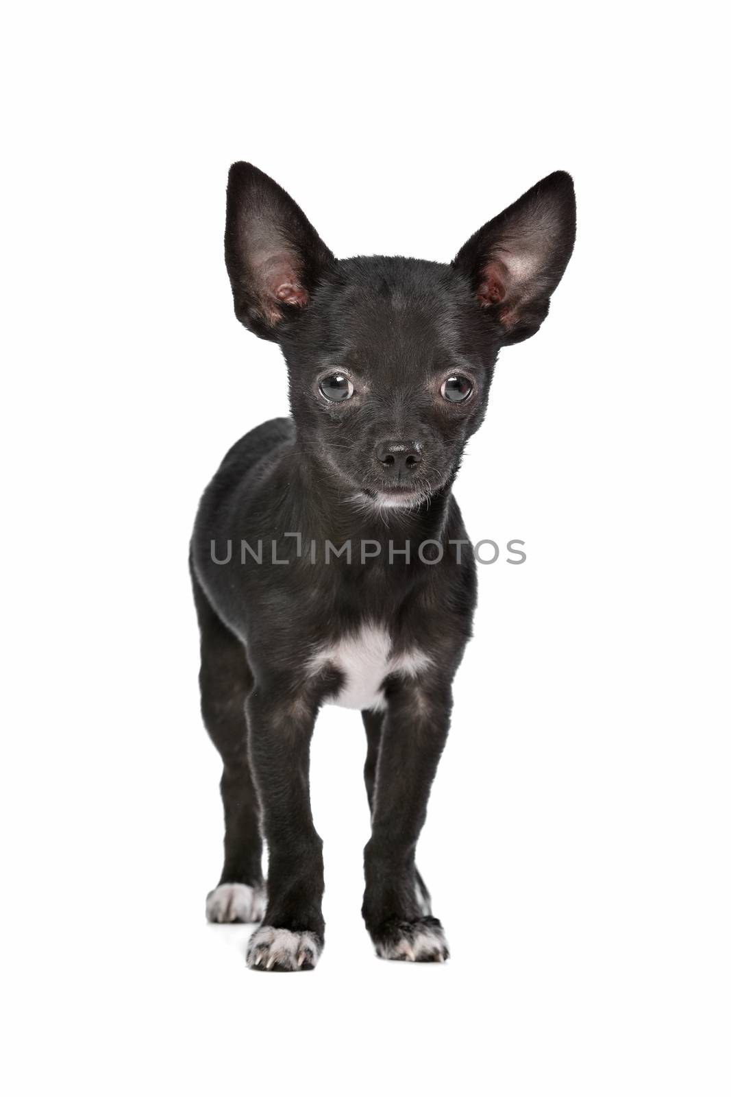 Black and white Chihuahua dog in front of a white background