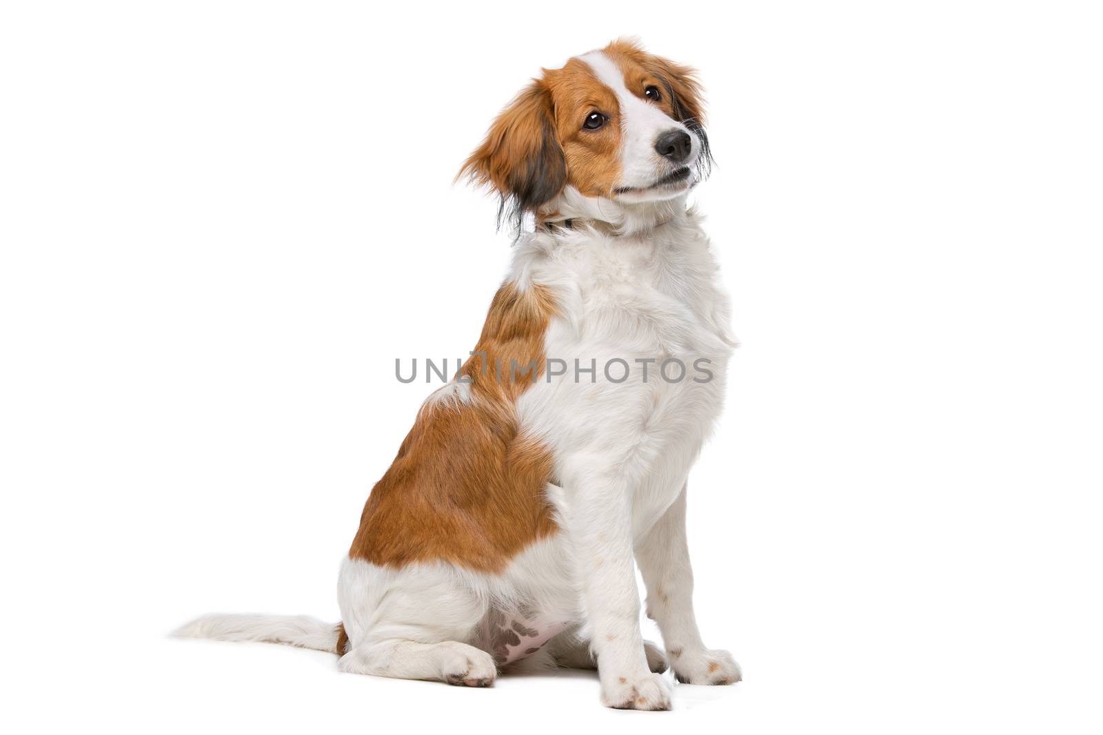 Brown and white Kooiker dog by eriklam