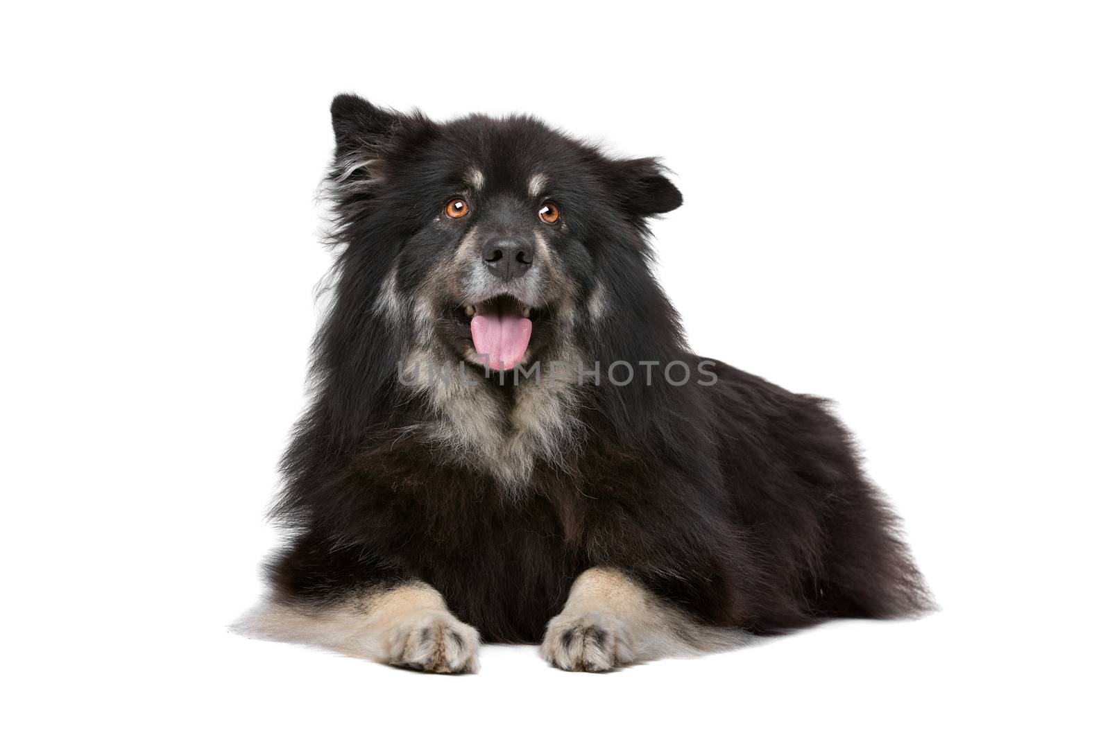 Finnish Lapphund in front of a white background by eriklam