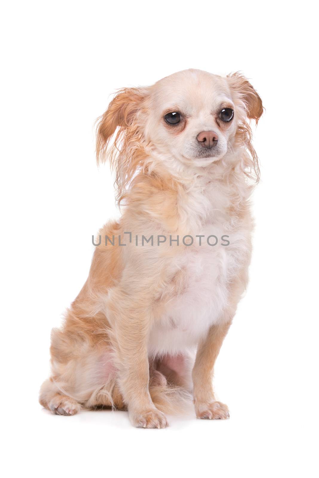 Mixed breed Chihuahua dog in front of a white background