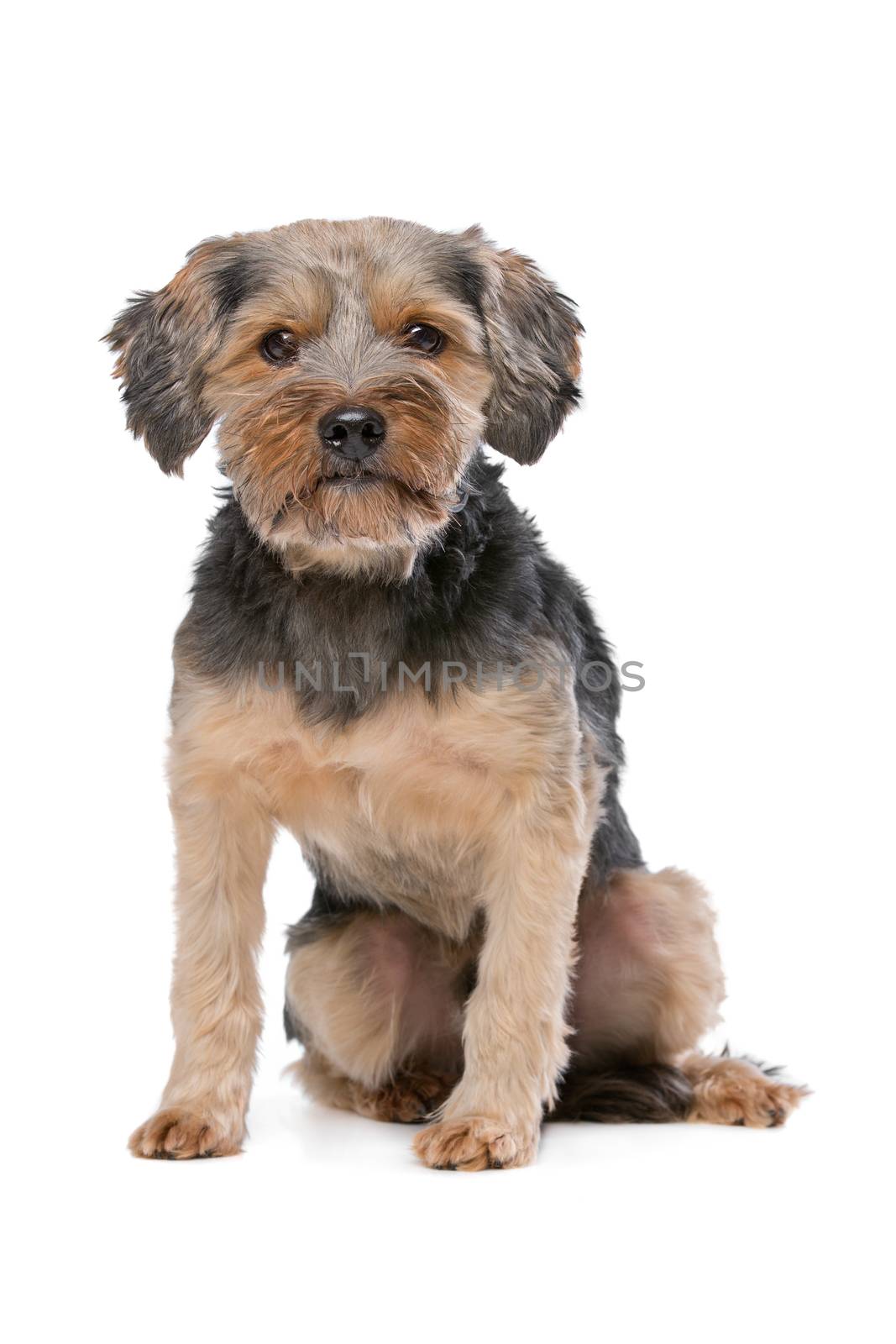 mixed breed Yorkshire Terrier by eriklam