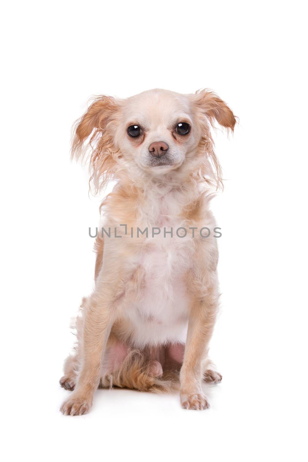 Mixed breed Chihuahua dog by eriklam