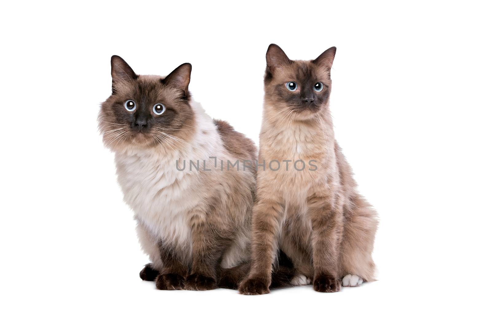 Couple of Ragdoll cats by eriklam