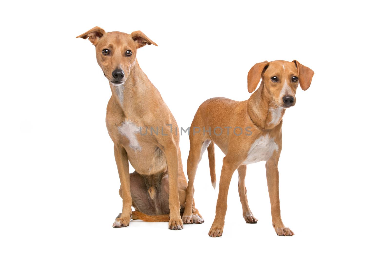 Two Brown and White Podenco dogs by eriklam