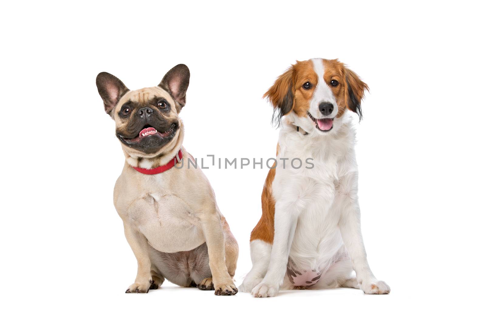 French Bulldog and a Kooiker Dog by eriklam