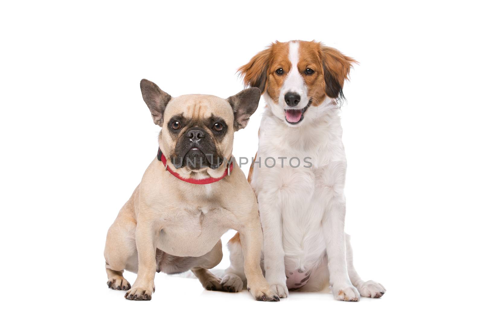 French Bulldog and a Kooiker Dog in front of a white background
