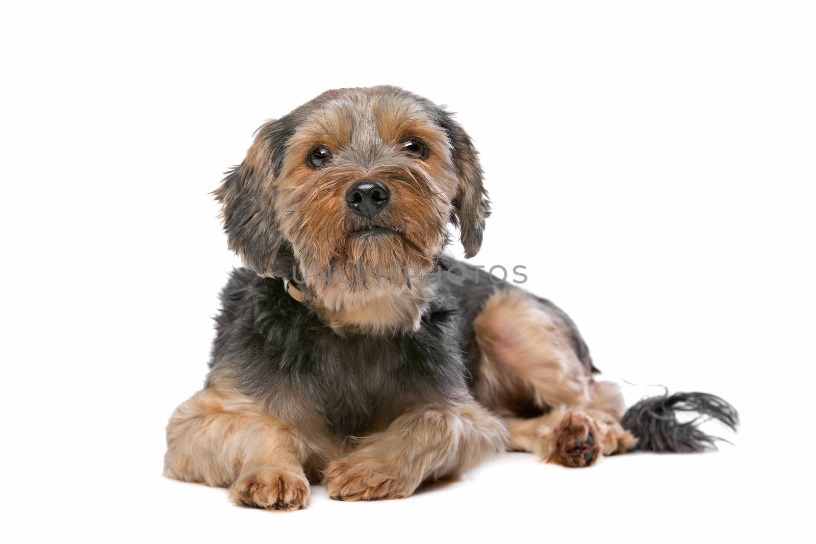 mixed breed Yorkshire Terrier in front of a white background